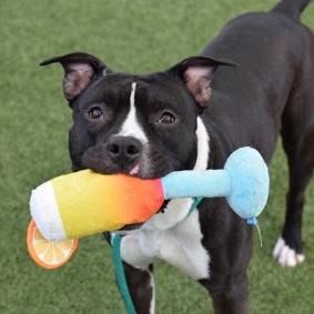 Enlarge Sullivan, a Adoptable Mixed Breed in Jersey City, NJ image 3/3