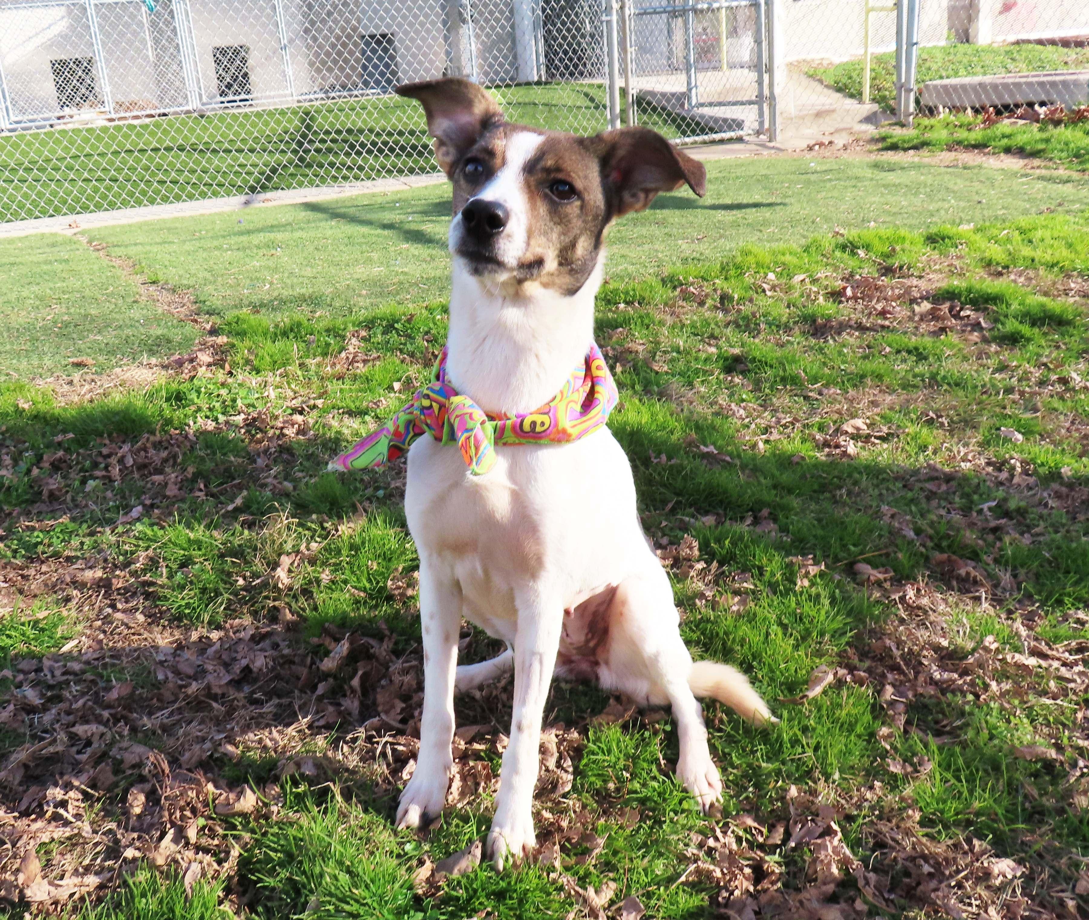 Mazie  Ca thumbnail 2