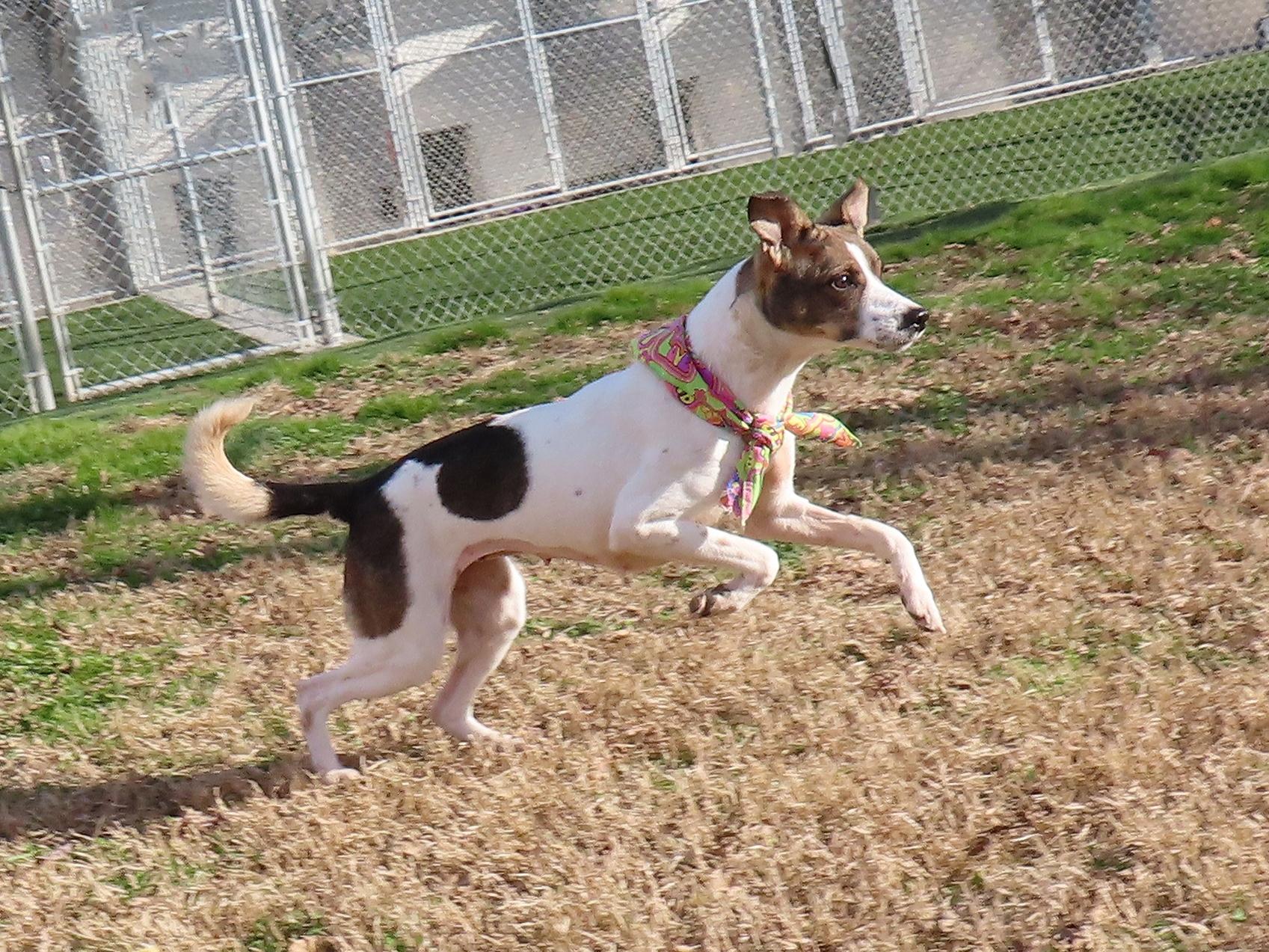 Mazie  Ca thumbnail 4