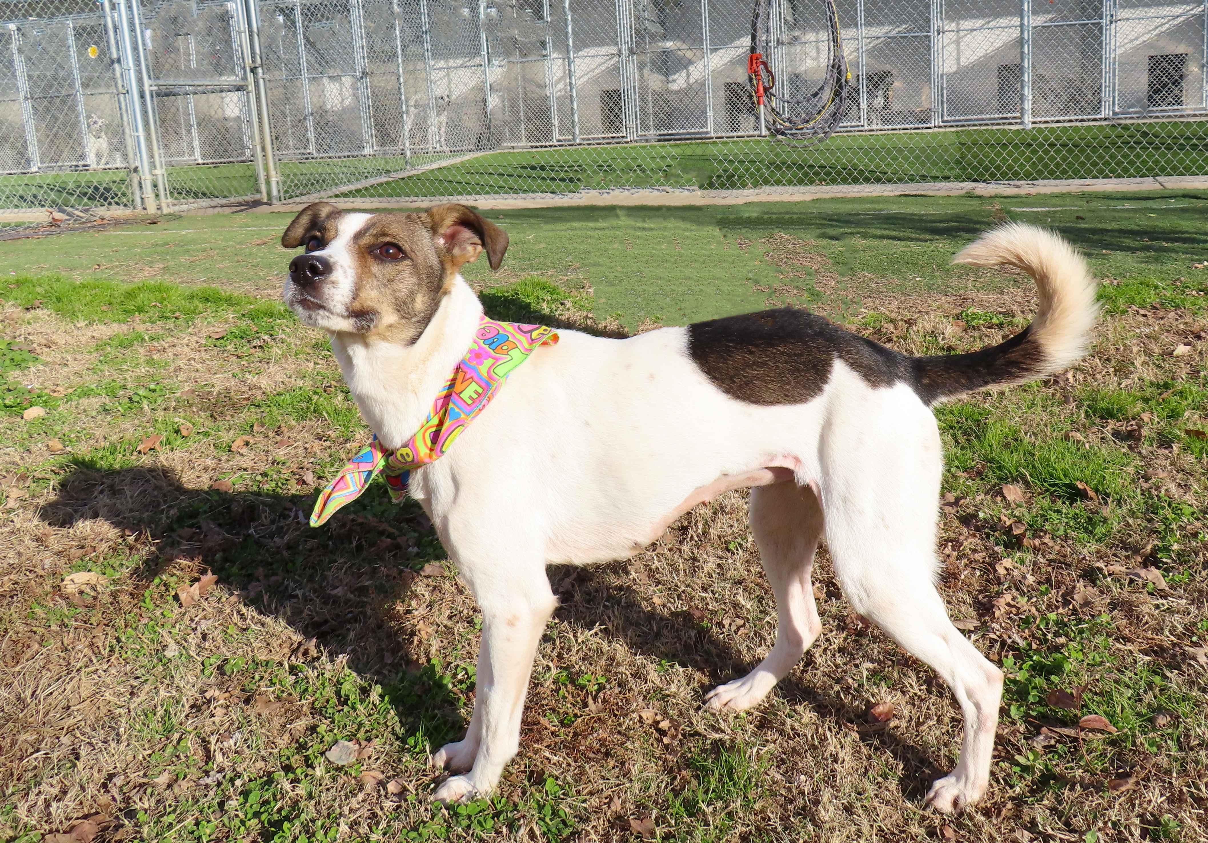 Mazie  Ca thumbnail 5