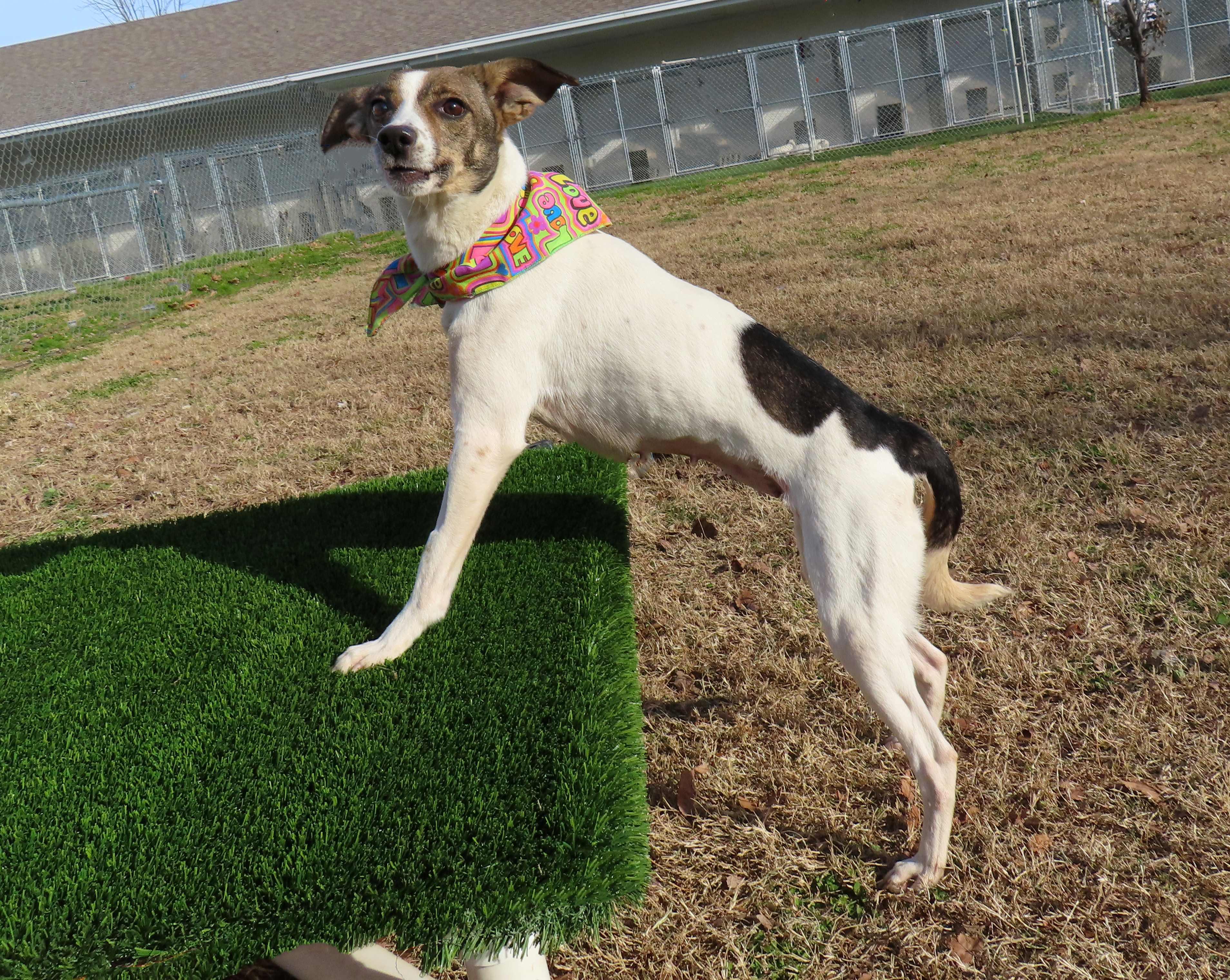 Mazie  Ca thumbnail 6