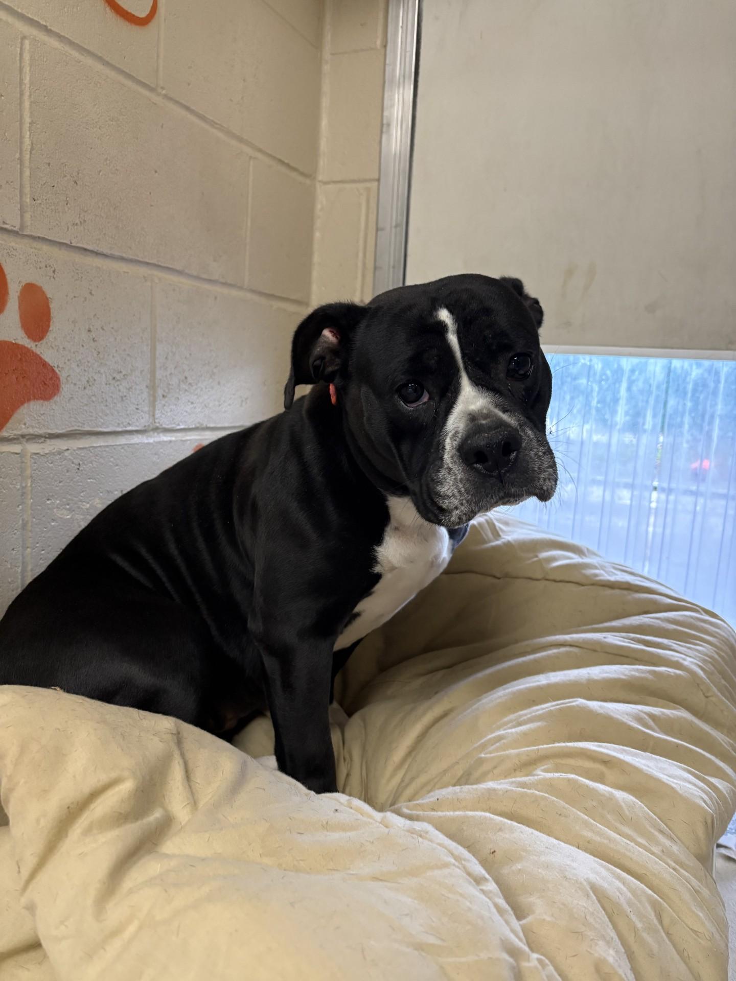 Enlarge Penny, a ADOPTABLE mixed breed in West Warwick, RI image 1/1