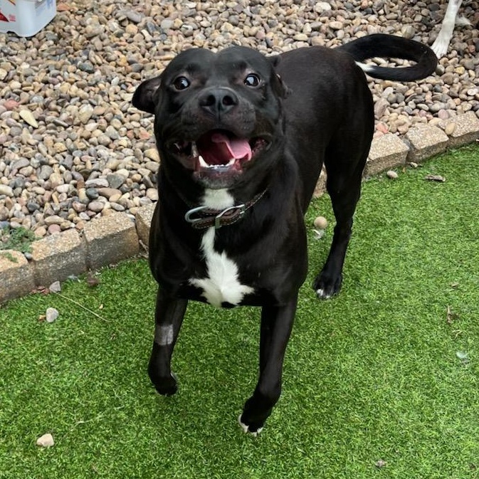 Enlarge Cash, a Adopted mixed breed in Denver, CO image 1/4
