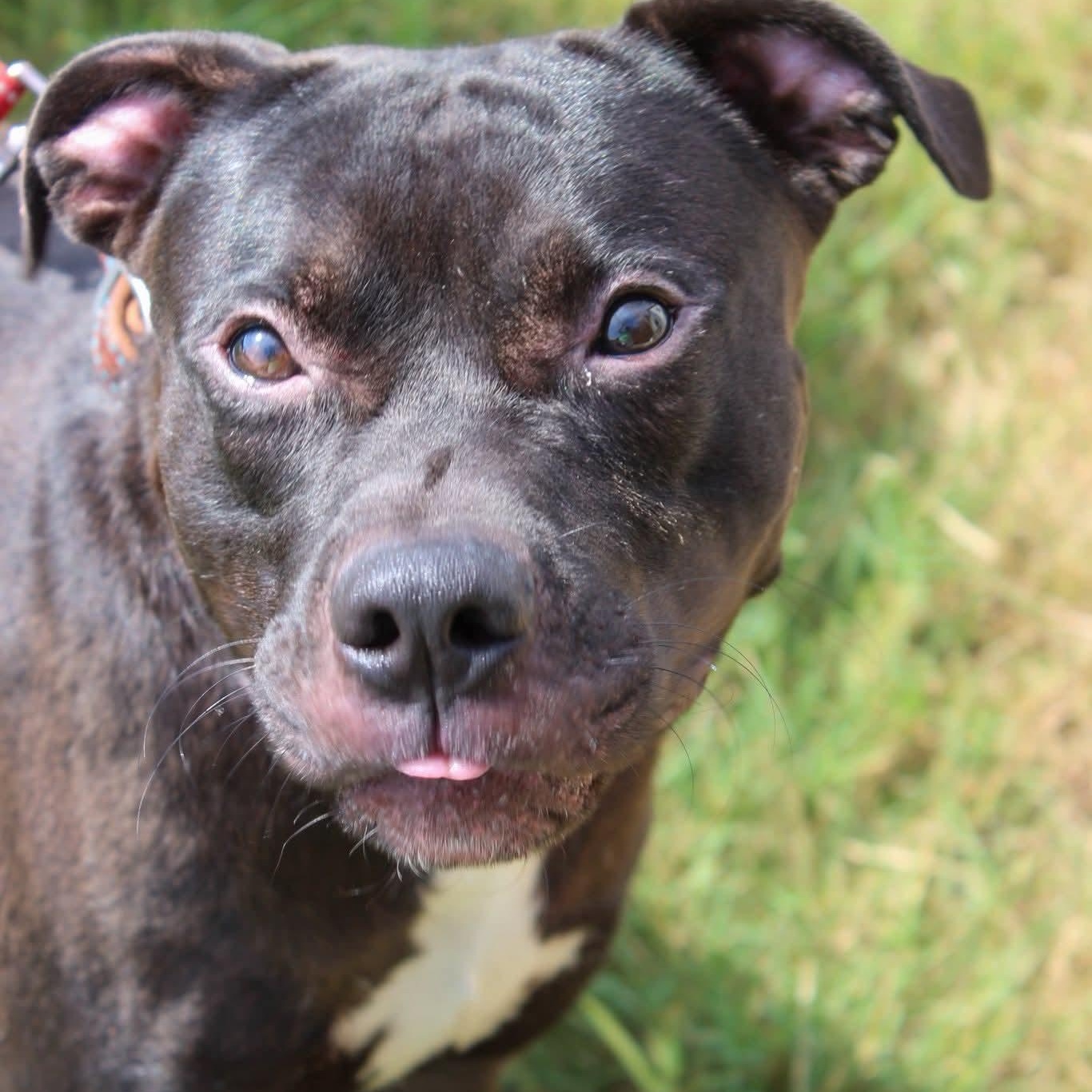 Enlarge Cash, a Adopted mixed breed in Denver, CO image 3/4