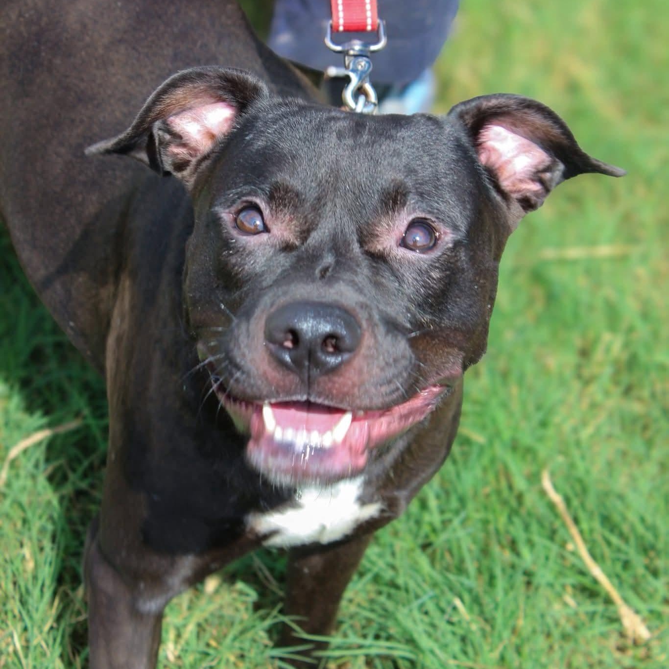 Enlarge Cash, a Adopted mixed breed in Denver, CO image 4/4