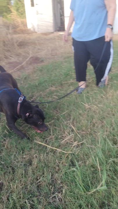 Enlarge Cash, a Adopted mixed breed in Denver, CO video 2/4