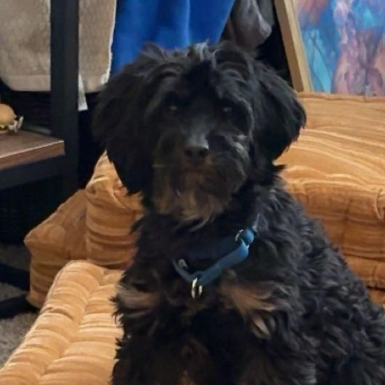 Cami, adopted, Young Female Maltese.