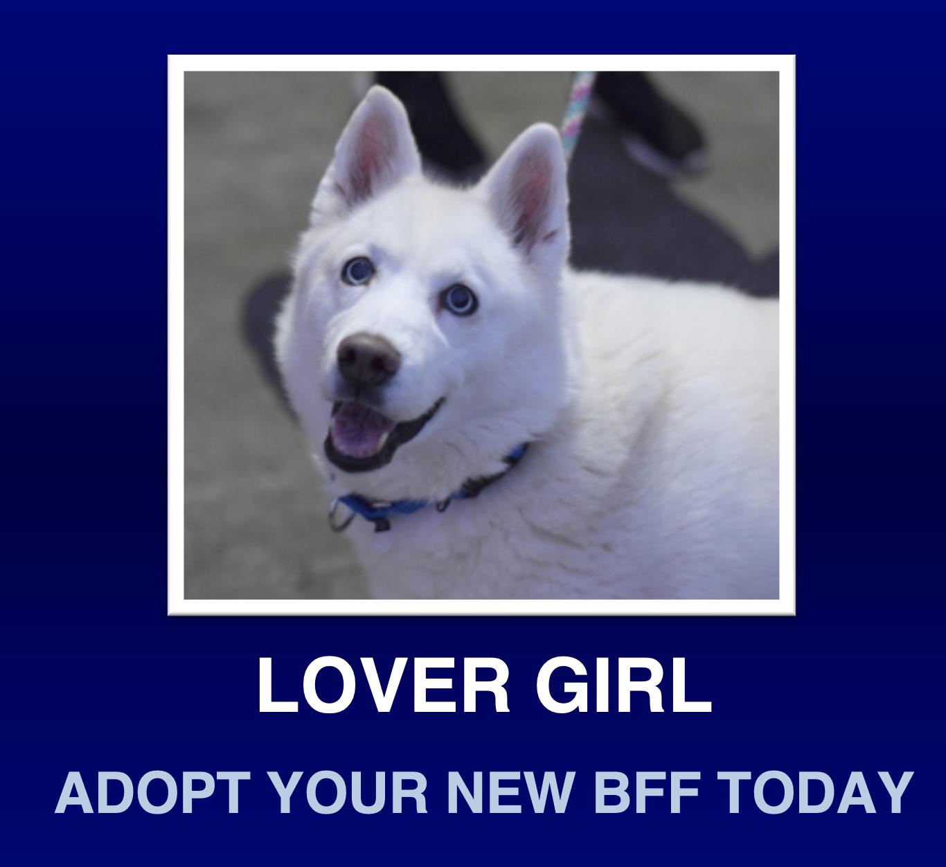 Skye, Adult Female American Eskimo Dog