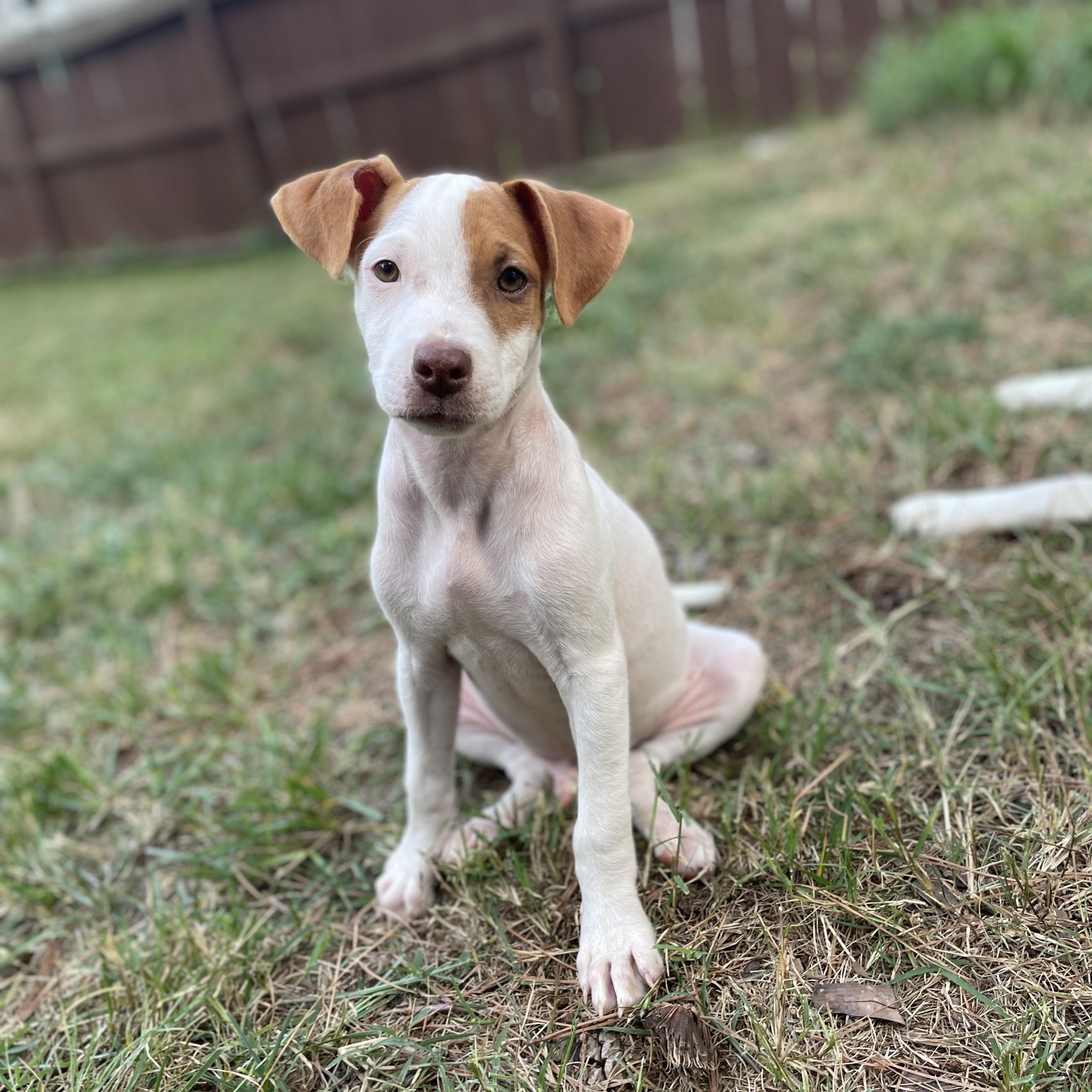 Spike