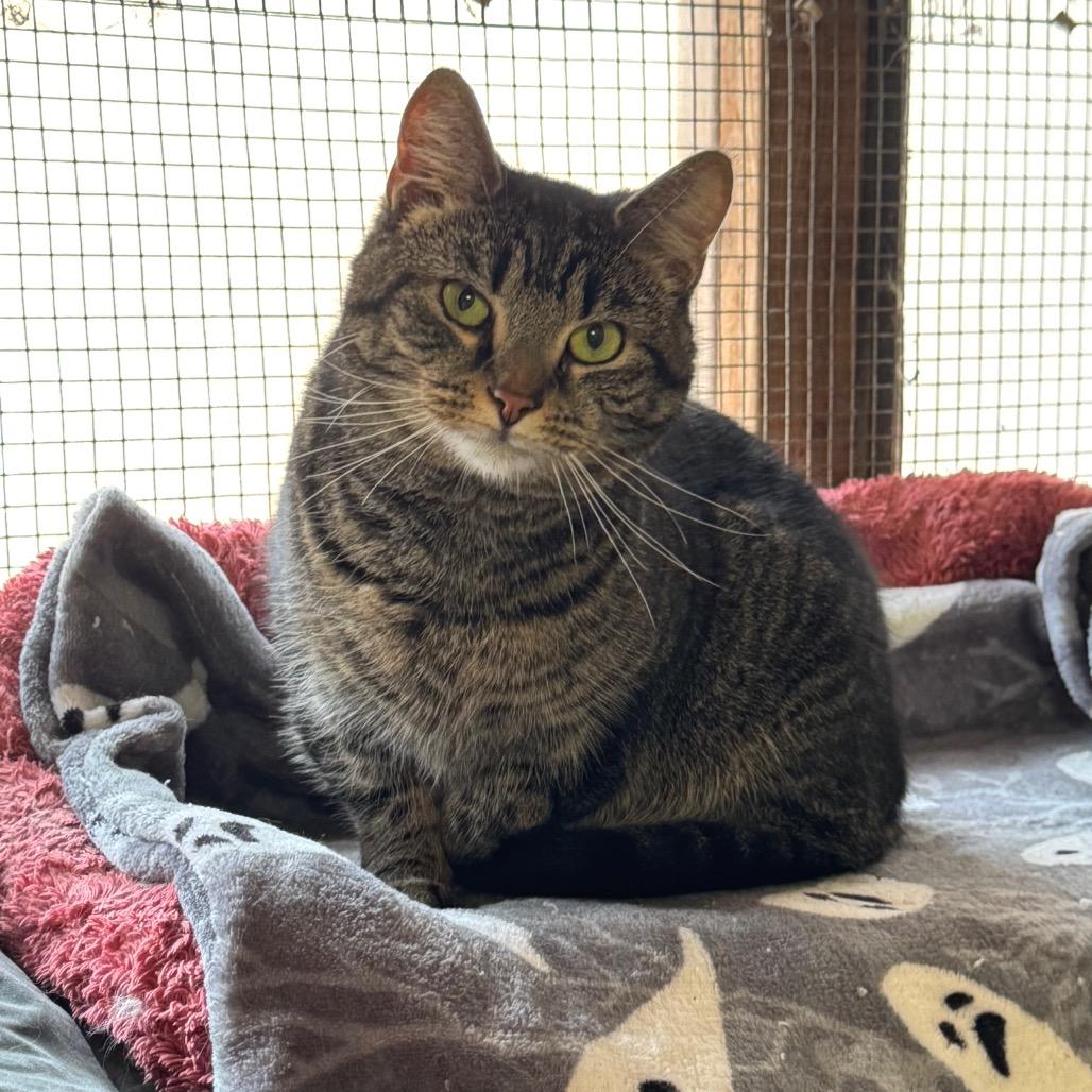 Spice, Adoptable, Adult Female Domestic Short Hair.