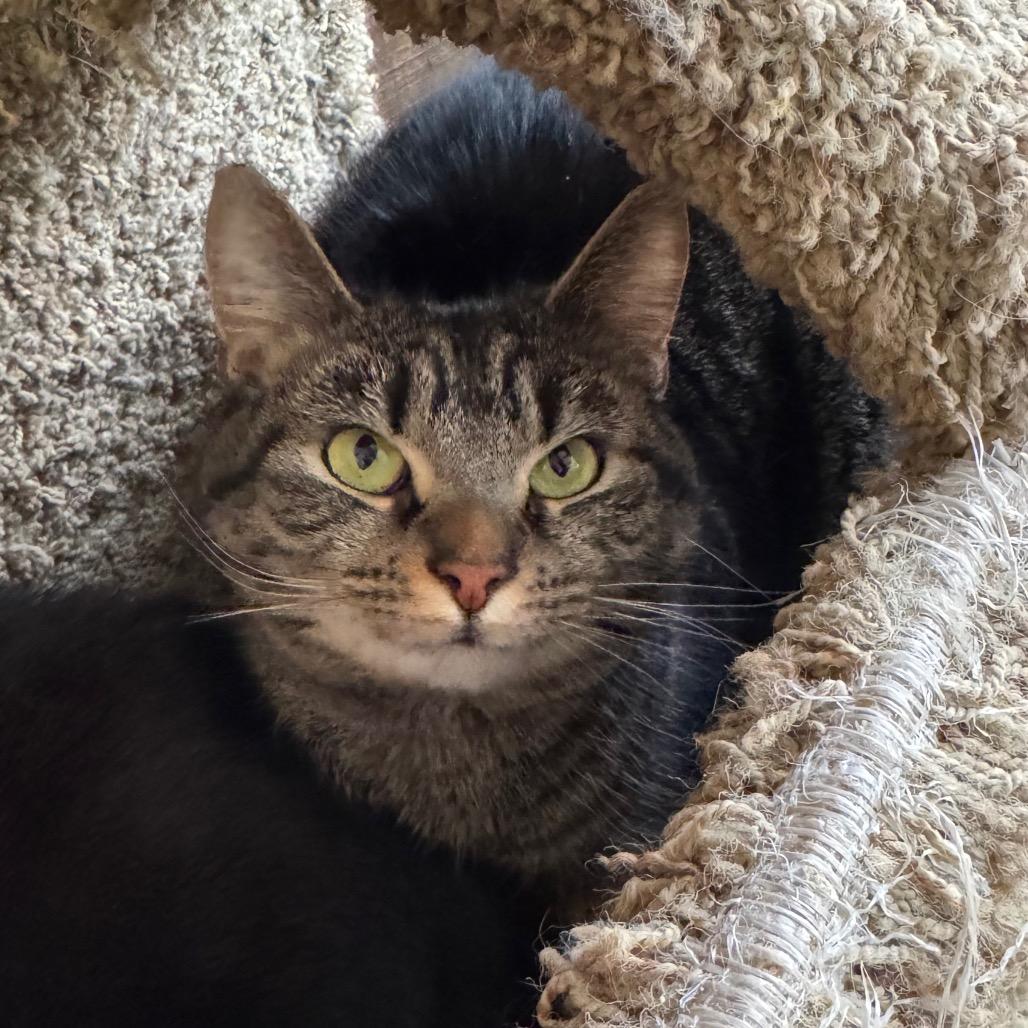 Enlarge Spice, a Adoptable Domestic Short Hair in Kittanning, PA image 1/4