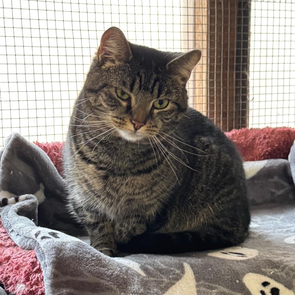 Enlarge Spice, a Adoptable Domestic Short Hair in Kittanning, PA image 3/4