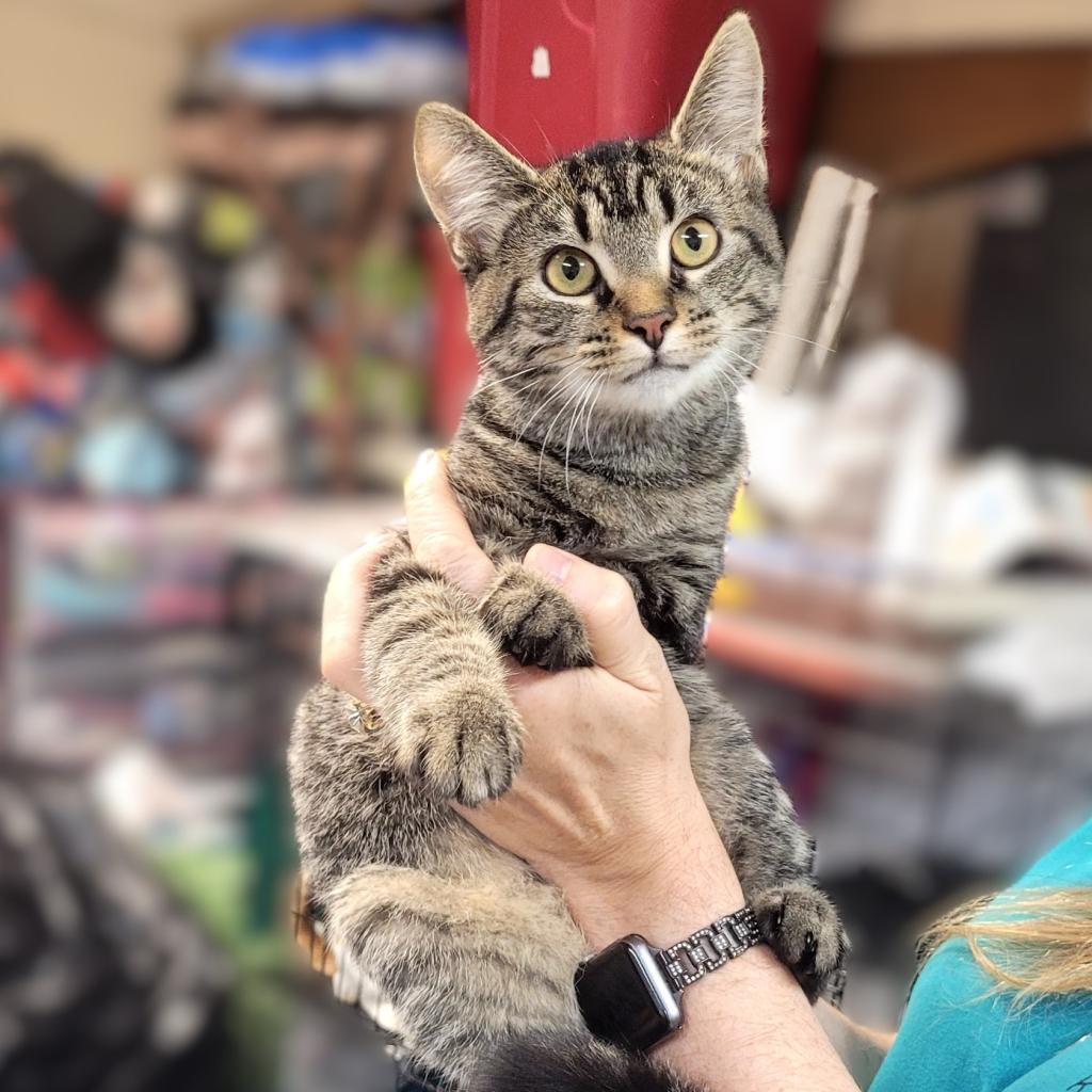 Enlarge Spice, a Adoptable Domestic Short Hair in Kittanning, PA image 3/4