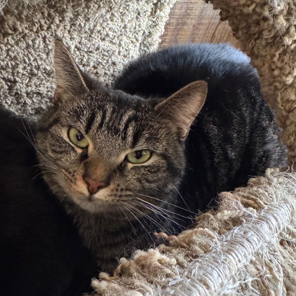 Enlarge Spice, a Adoptable Domestic Short Hair in Kittanning, PA image 4/4