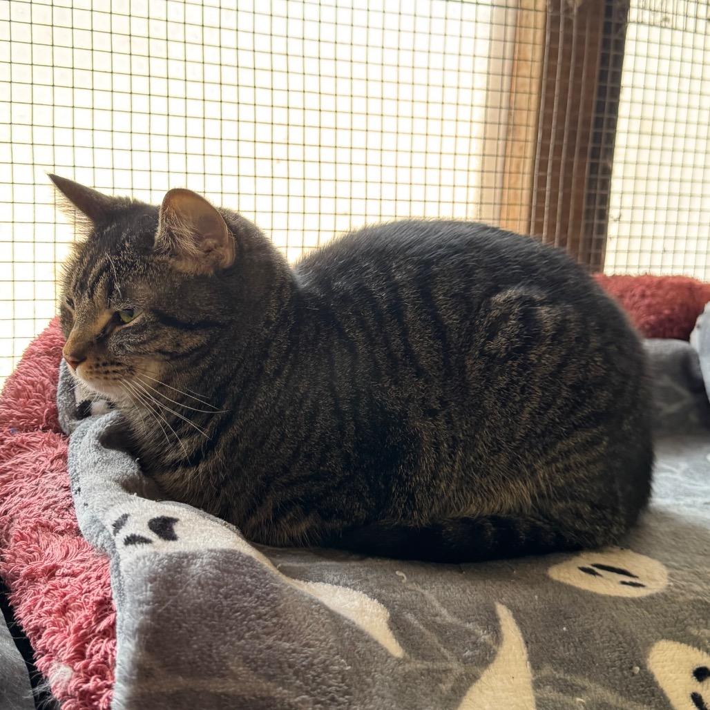 Enlarge Spice, a Adoptable Domestic Short Hair in Kittanning, PA image 4/4