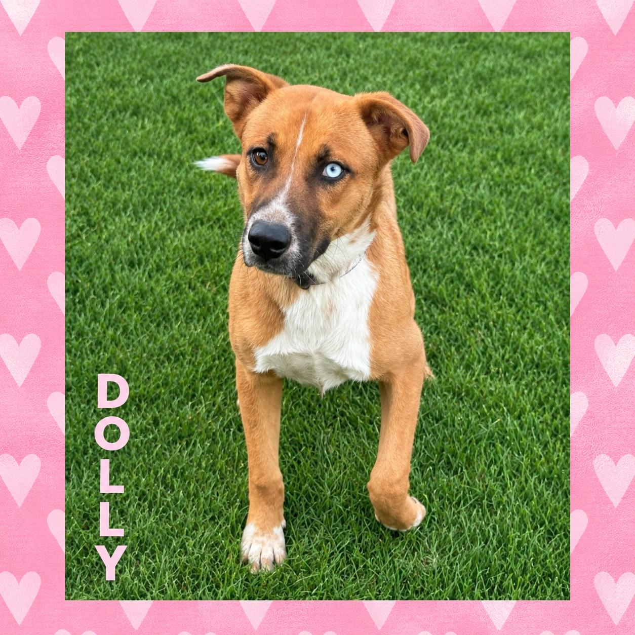 Dolly, Adopted, Young Female Labrador Retriever.