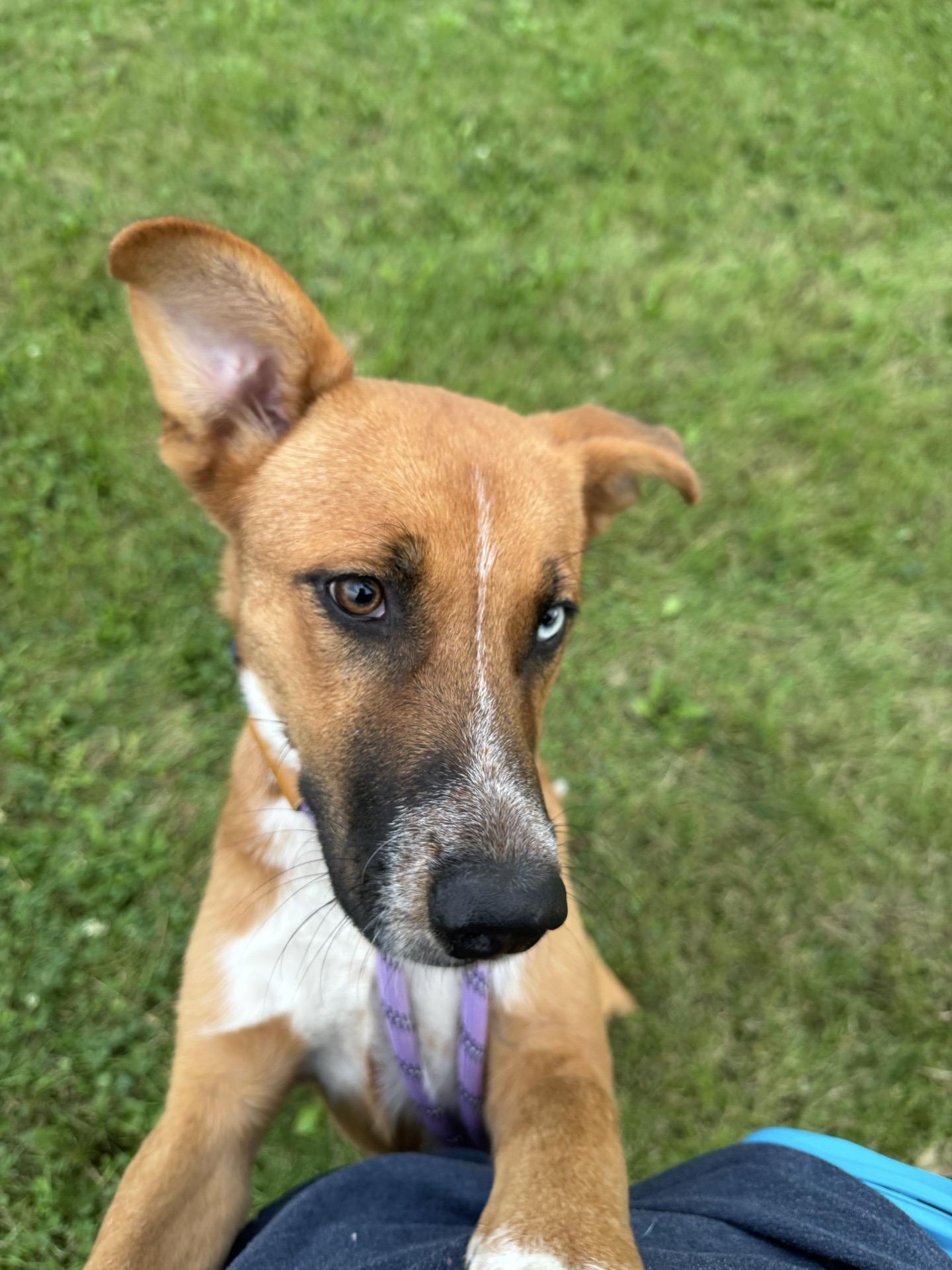 Enlarge Dolly, a Adopted mixed breed in Mokena, IL image 3/3