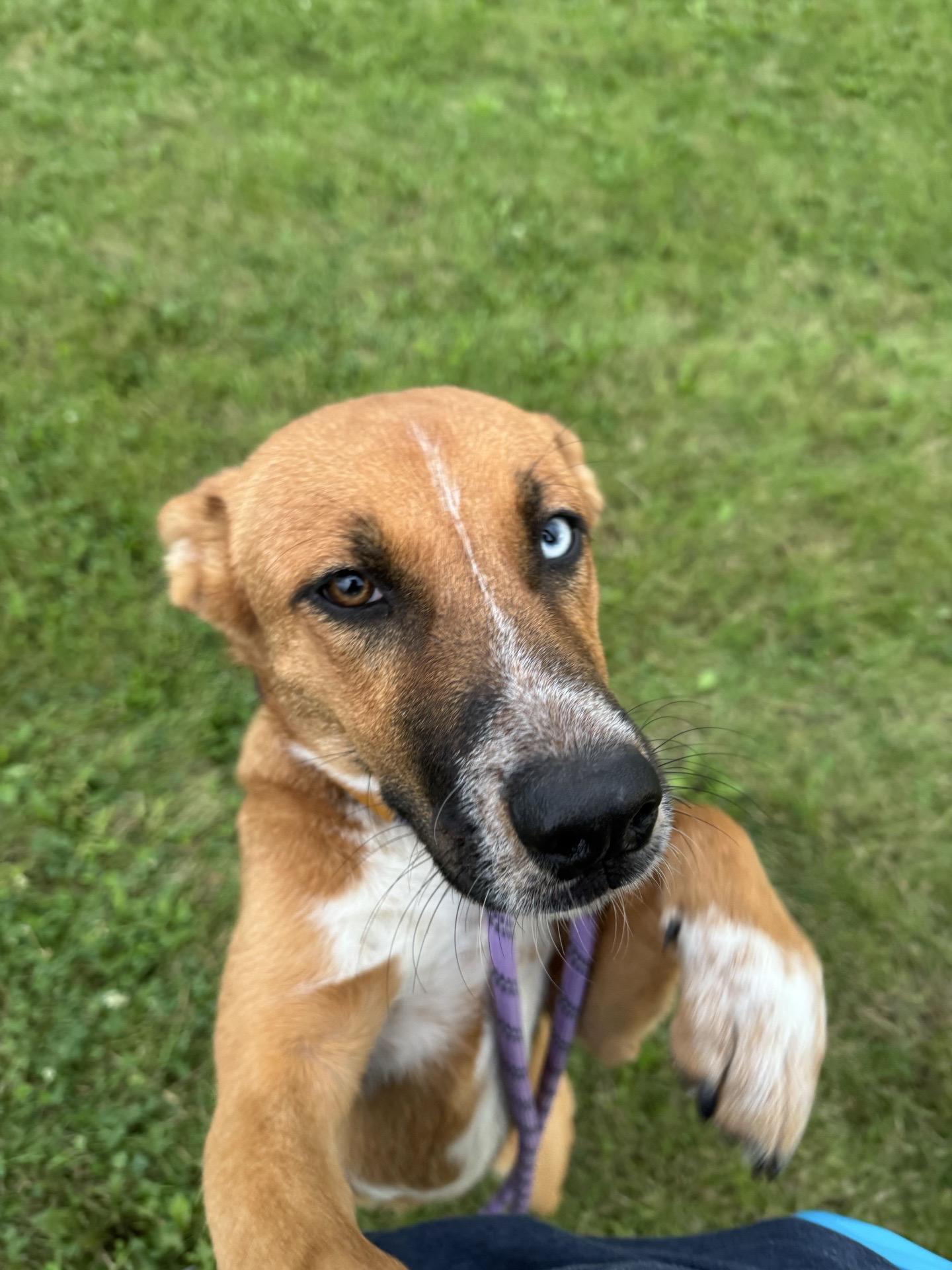 Enlarge Dolly, a Adopted mixed breed in Mokena, IL image 2/3