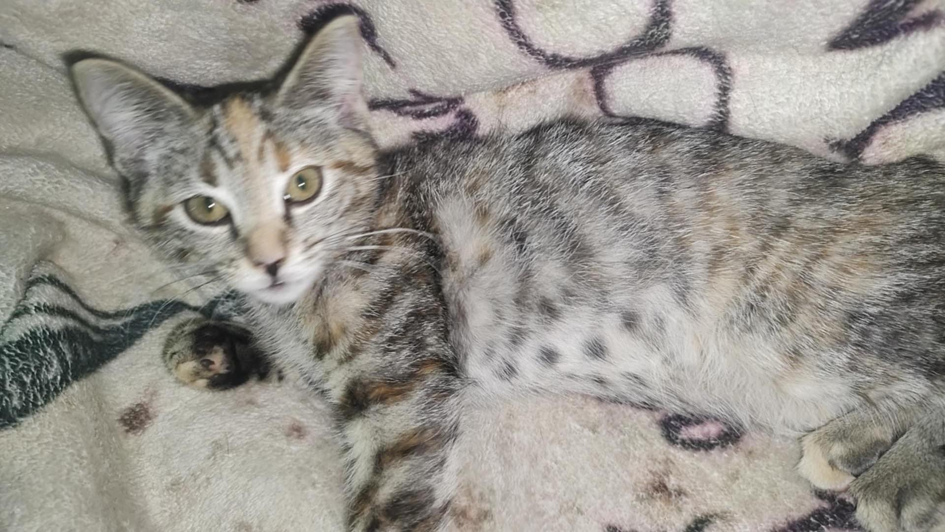 Leia, Adoptable, Kitten Female Domestic Short Hair & Ragdoll.