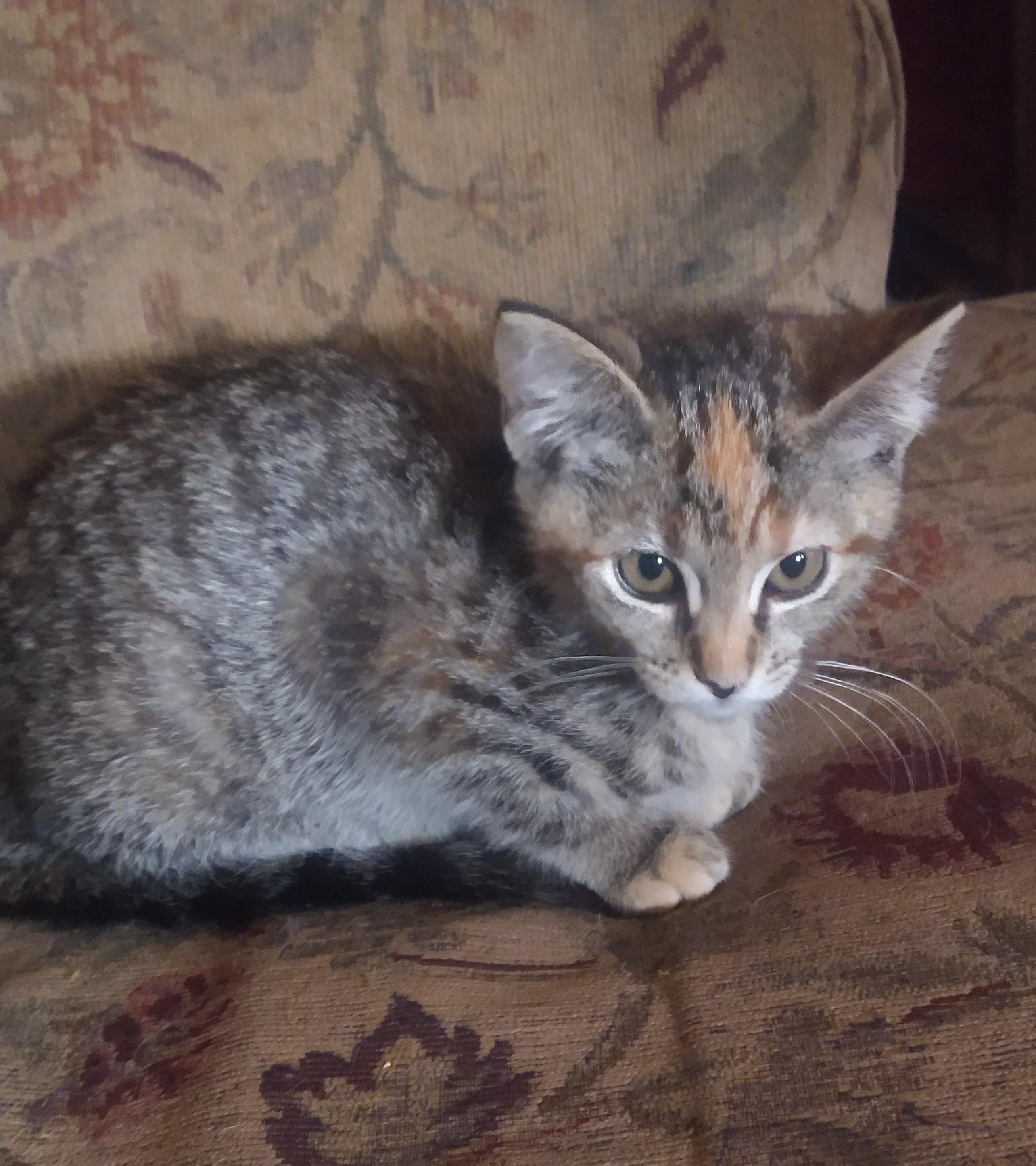 Leia, an adoptable Domestic Short Hair, Ragdoll in Fair Oaks, IN, 47943 | Photo Image 3