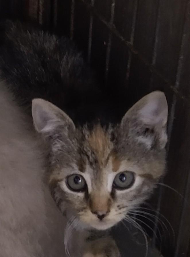 Leia, a Adoptable mixed breed in Fair Oaks, IN image 4/4