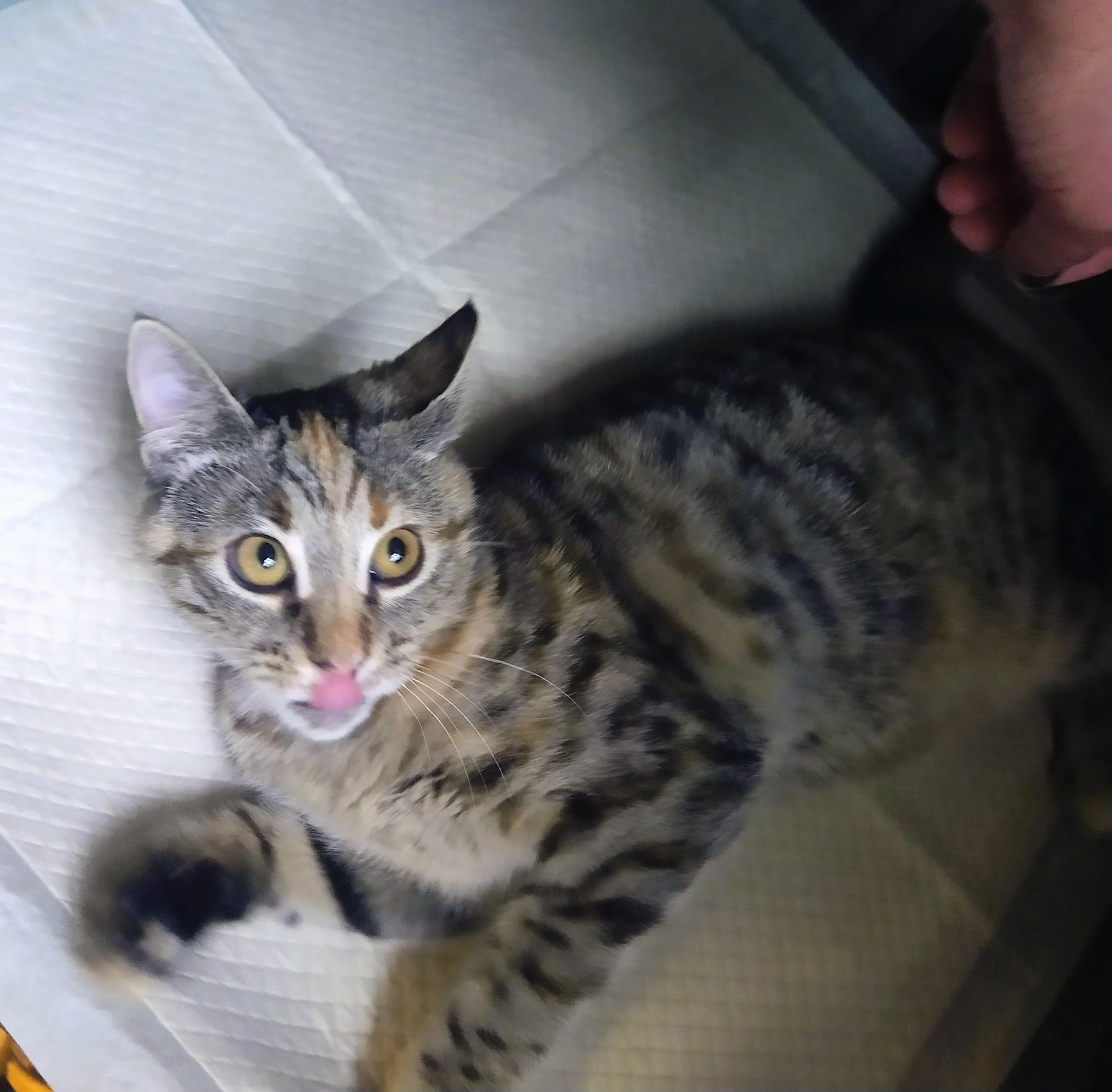 Leia, an adoptable Domestic Short Hair, Ragdoll in Fair Oaks, IN, 47943 | Photo Image 1