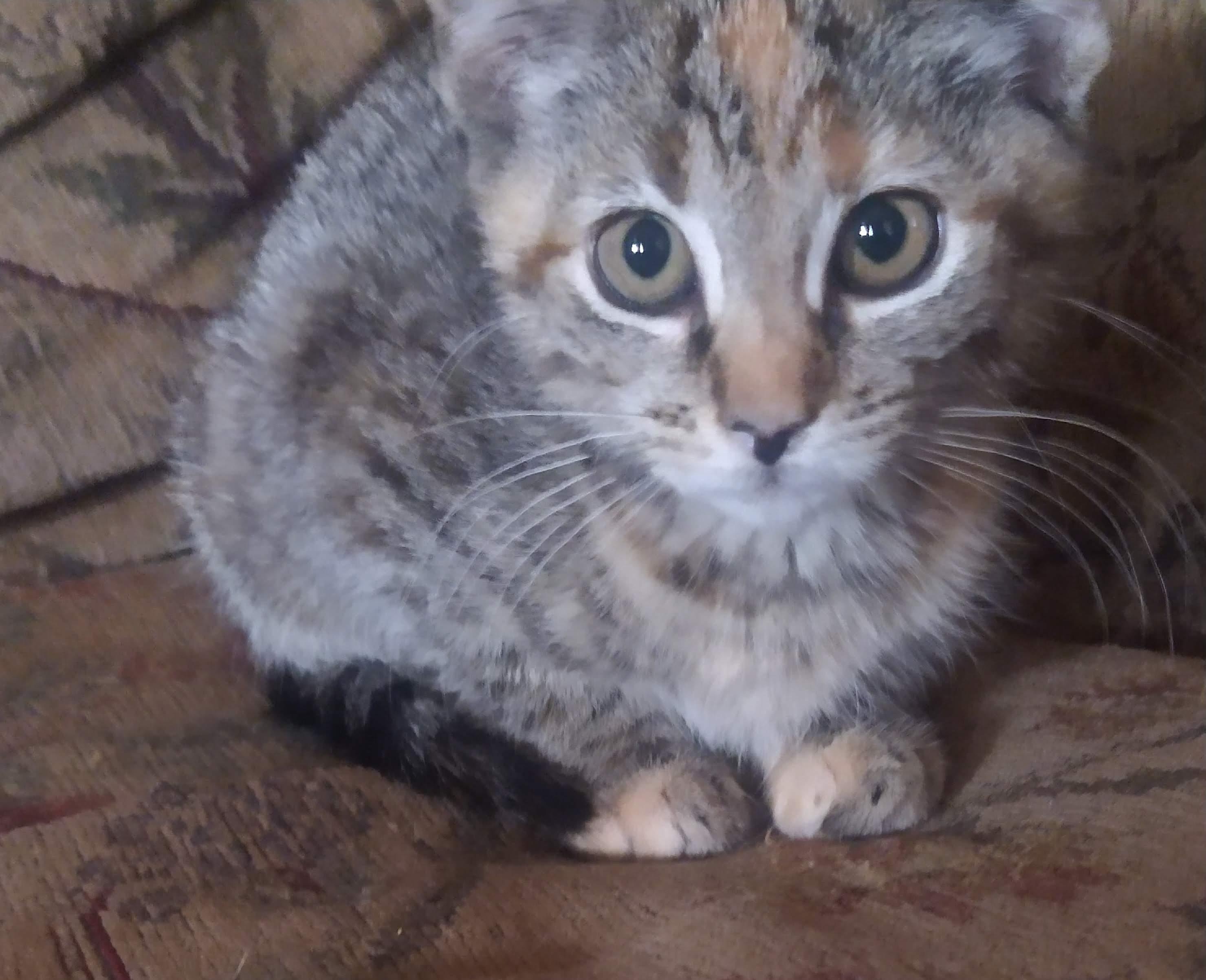 Leia, a Adoptable mixed breed in Fair Oaks, IN image 3/4