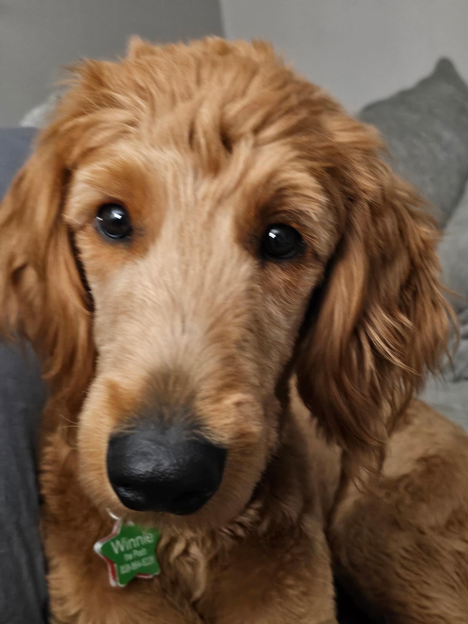 Winnie the Pooh, a Adoptable Goldendoodle in Bradenton, FL image 1/5