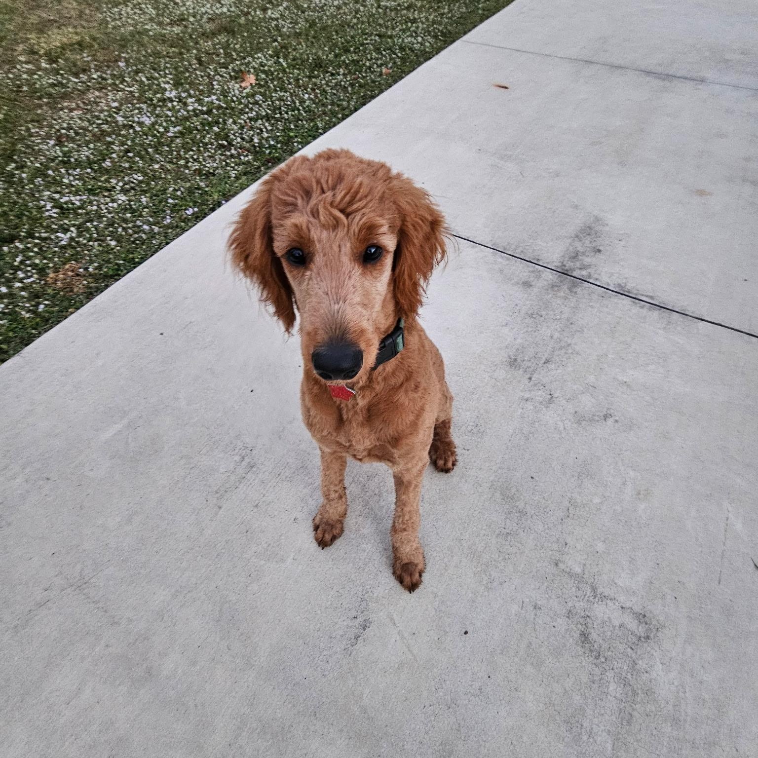 Winnie the Pooh, a Adoptable Goldendoodle in Bradenton, FL image 4/5