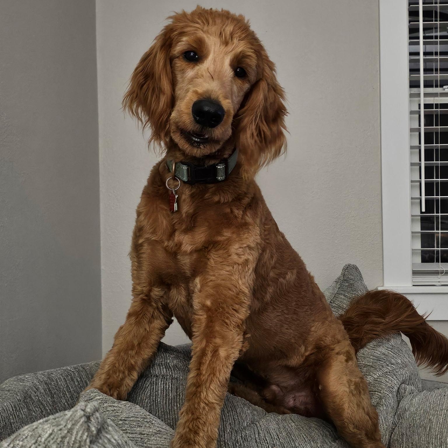 Winnie the Pooh, a Adoptable Goldendoodle in Bradenton, FL image 2/5