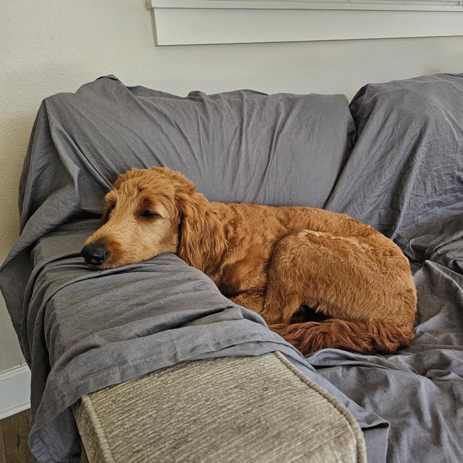 Winnie the Pooh, a Adoptable Goldendoodle in Bradenton, FL image 3/5