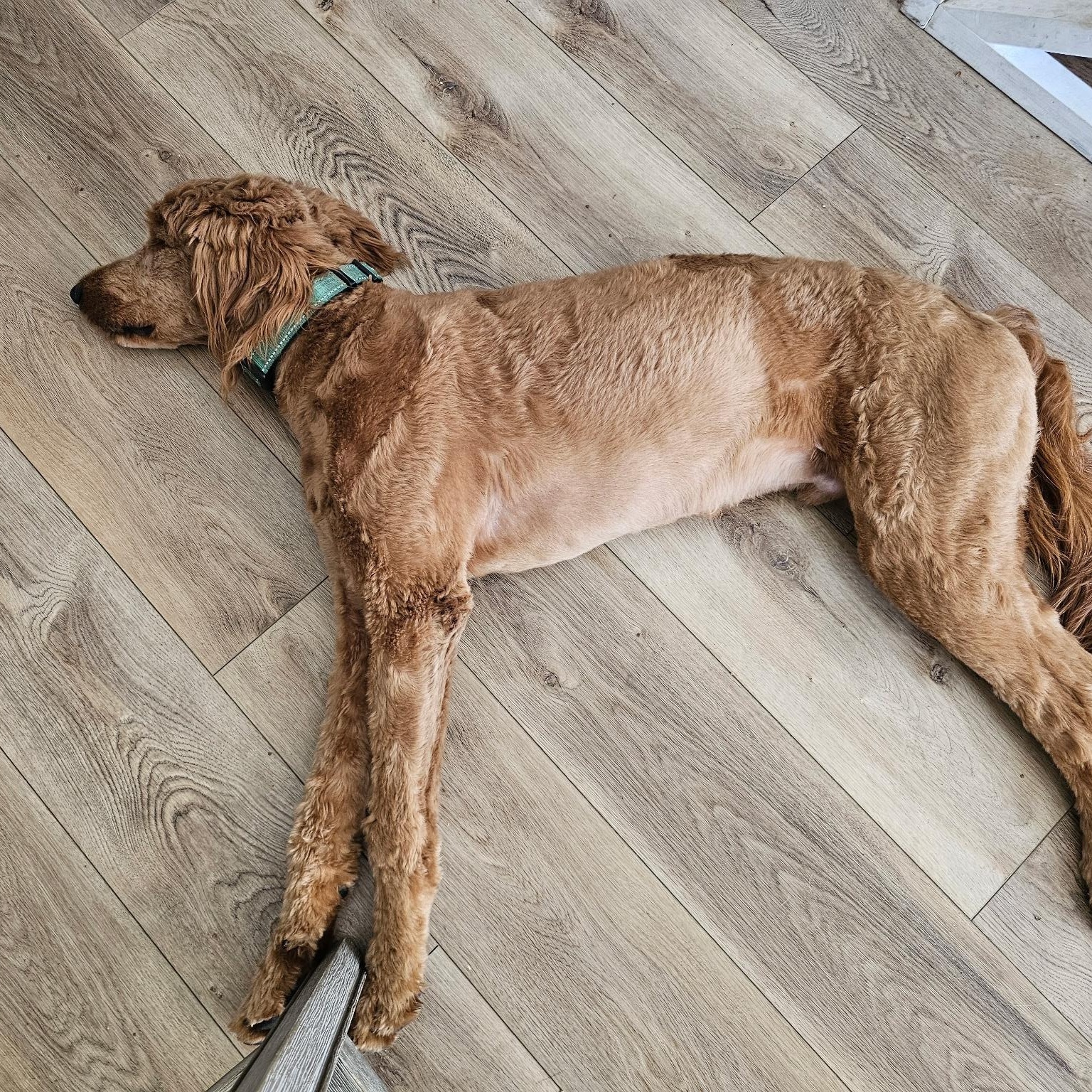 Winnie the Pooh, a Adoptable Goldendoodle in Bradenton, FL image 5/5