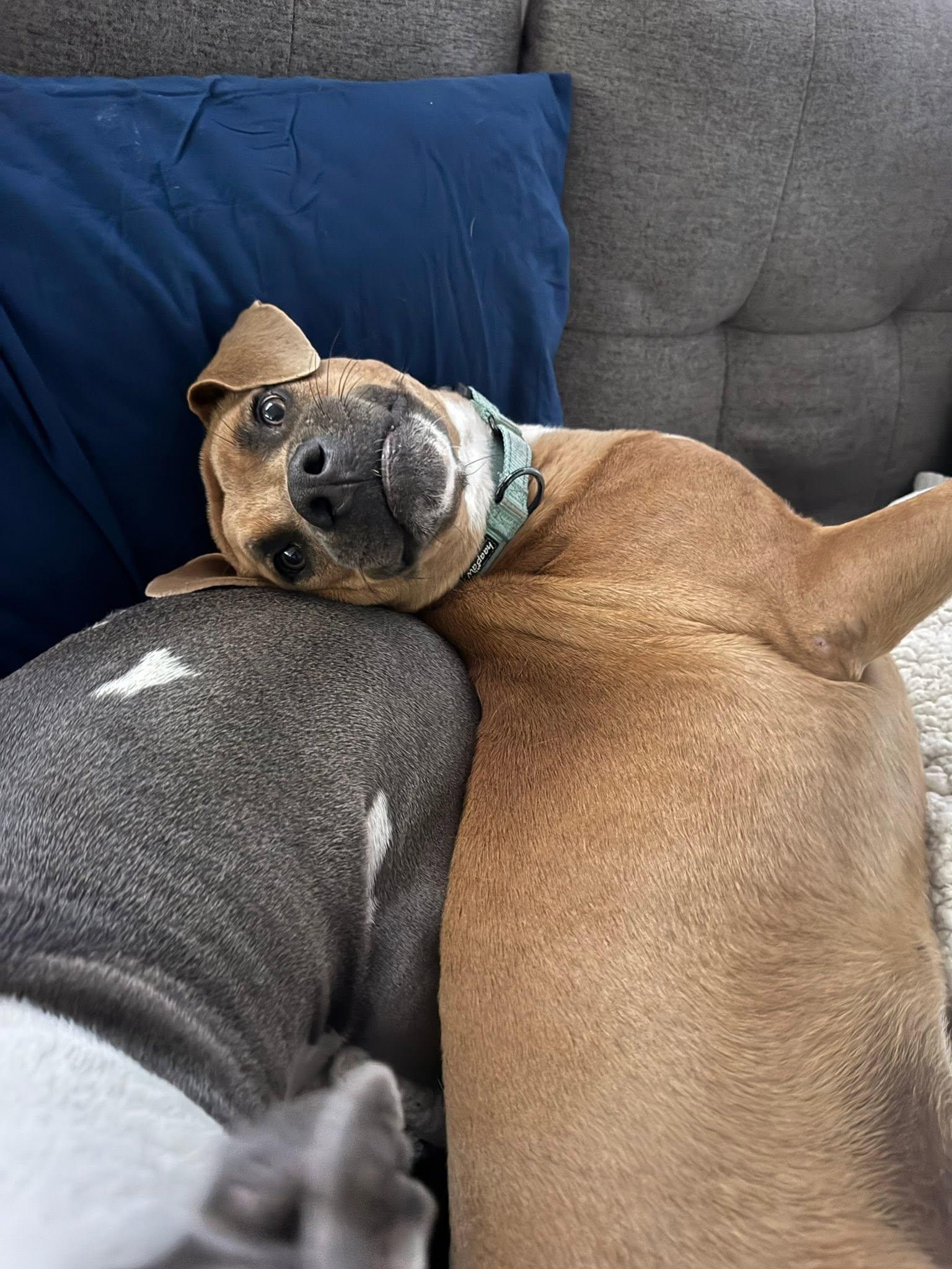 Enlarge Lucinda, a ADOPTABLE mixed breed in Woodstock, ON image 6/6