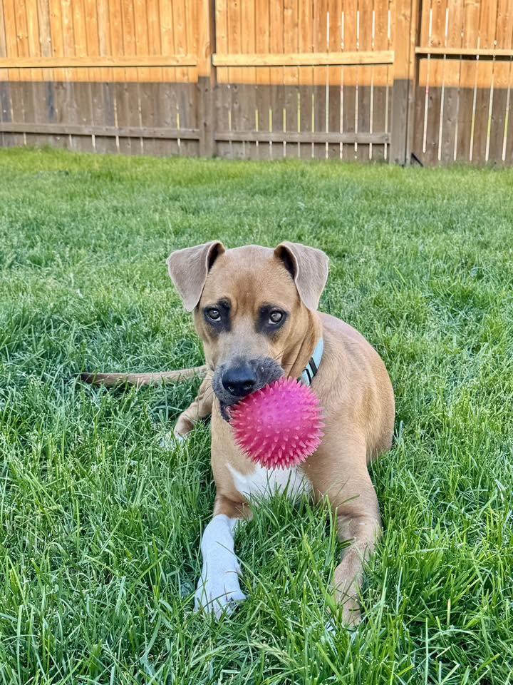 Enlarge Lucinda, a ADOPTABLE mixed breed in Woodstock, ON image 4/6