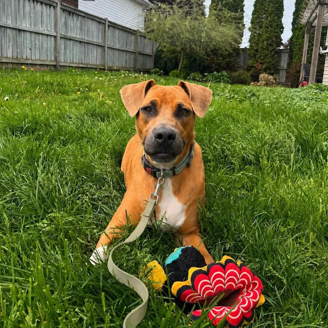 Enlarge Lucinda, a ADOPTABLE mixed breed in Woodstock, ON image 2/6