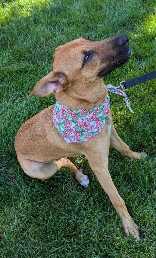 GINGER, Adoptable, Young Female German Shepherd Dog & Mixed Breed.