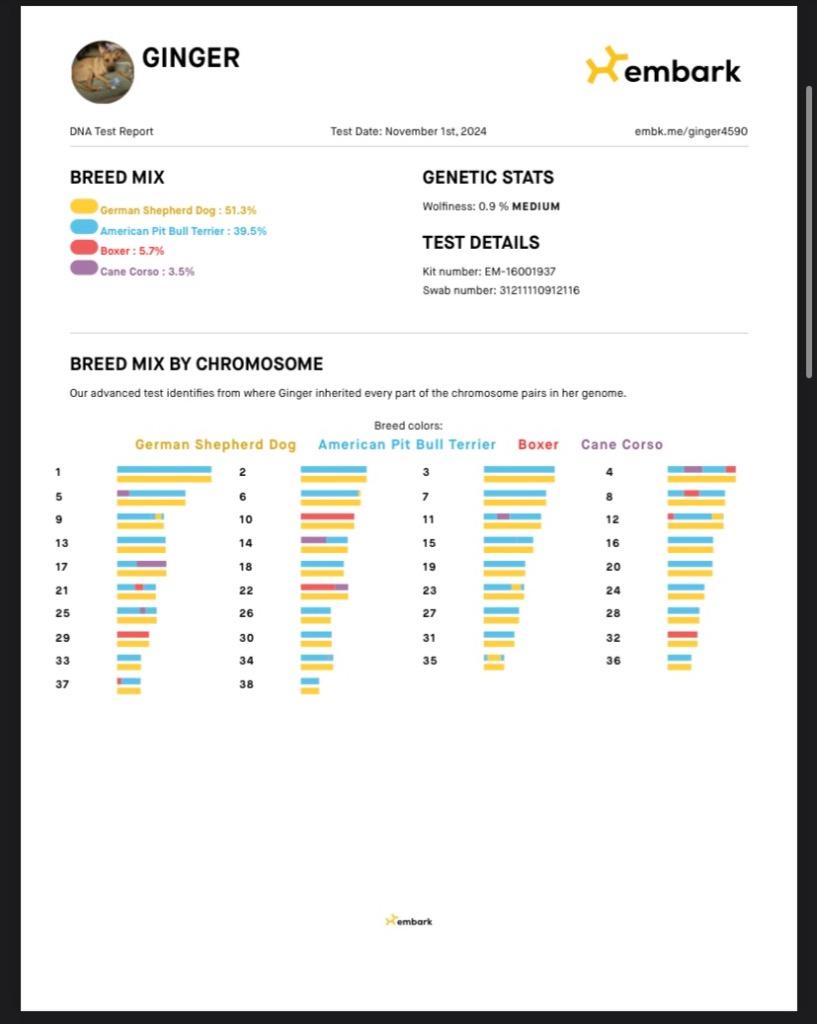 GINGER, a Adoptable mixed breed in Crossville, TN image 2/6