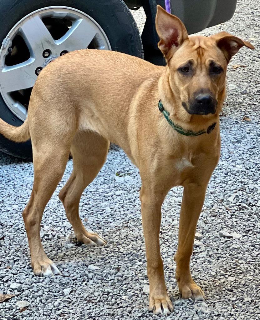 Enlarge GINGER, a Adoptable mixed breed in Crossville, TN image 3/6