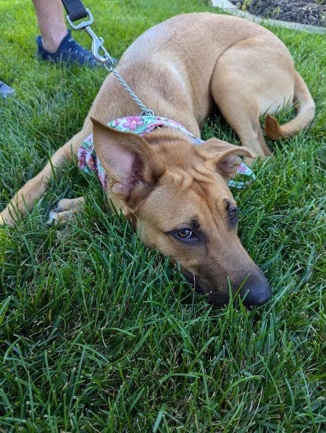 Enlarge GINGER, a Adoptable mixed breed in Crossville, TN image 2/5