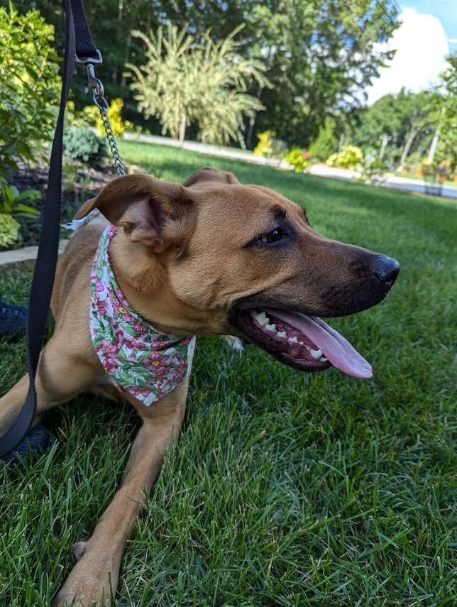 Enlarge GINGER, a Adoptable mixed breed in Crossville, TN image 6/6
