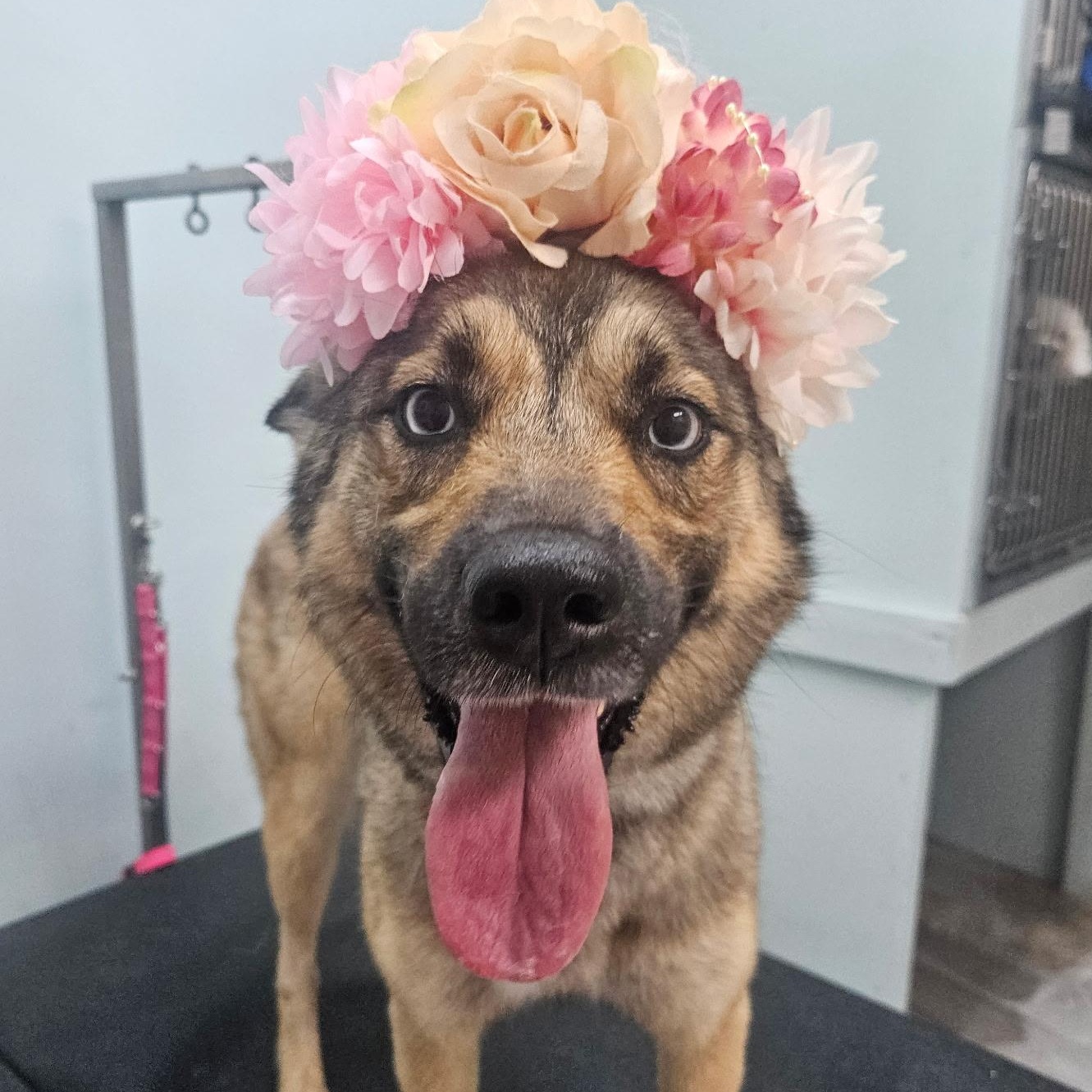 Montana, Adoptable, Young Female German Shepherd Dog & Husky.