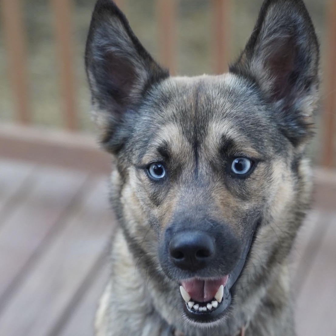 Enlarge Montana, a Adoptable mixed breed in Troy, IL image 3/3