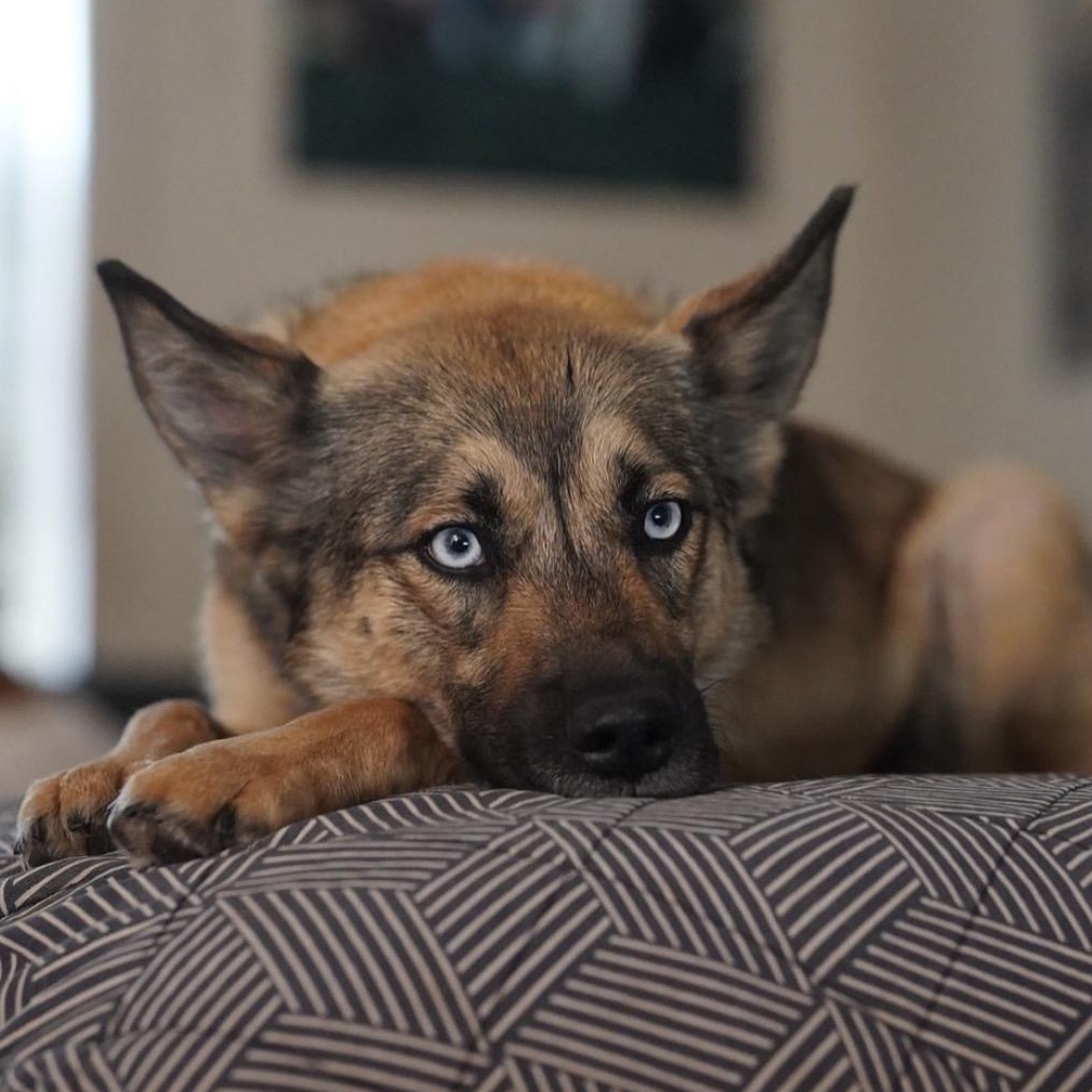 Enlarge Montana, a Adoptable mixed breed in Troy, IL image 2/3