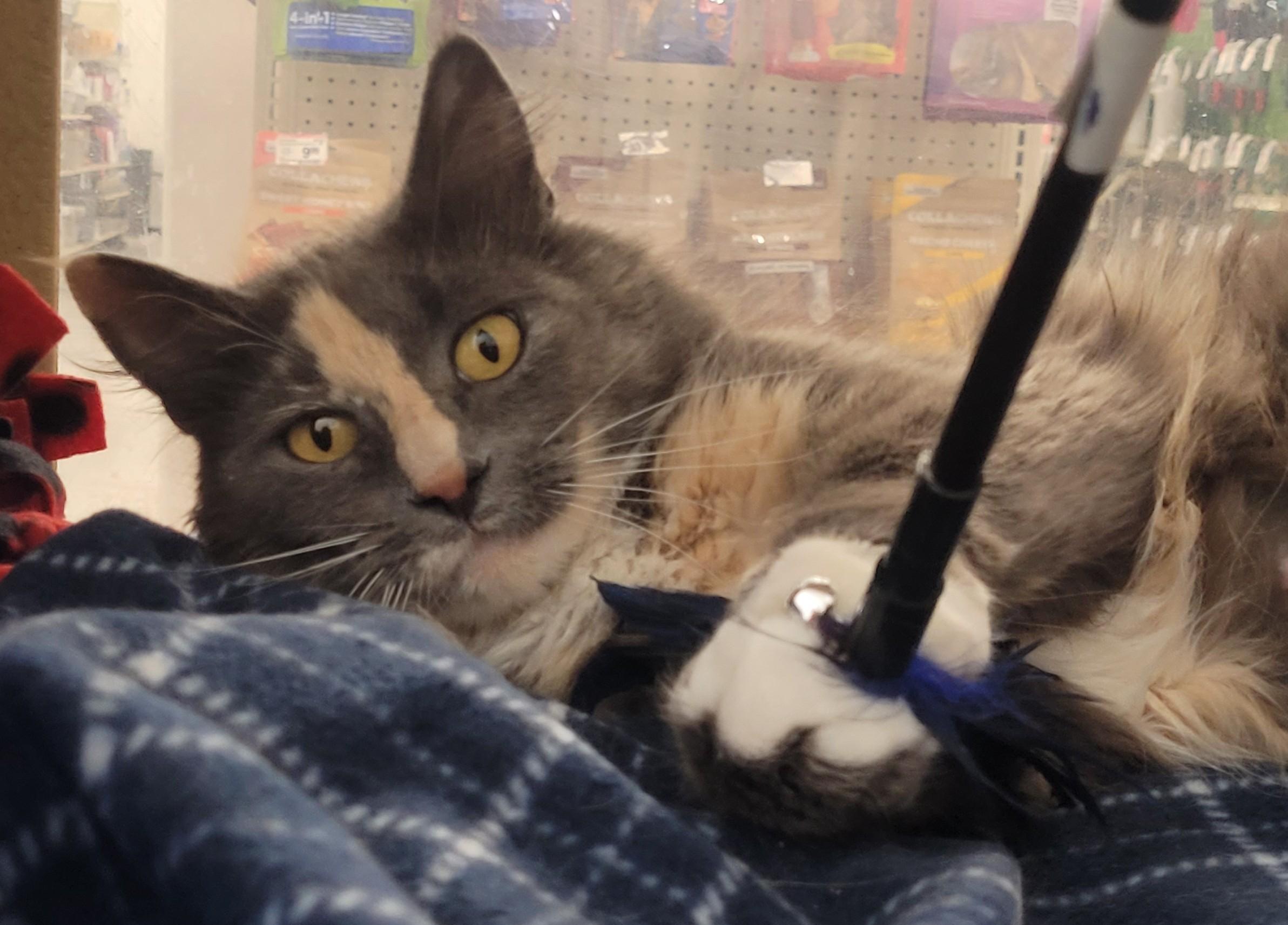 Mama Cat, an adoptable Dilute Tortoiseshell in Millville, UT, 84326 | Photo Image 2