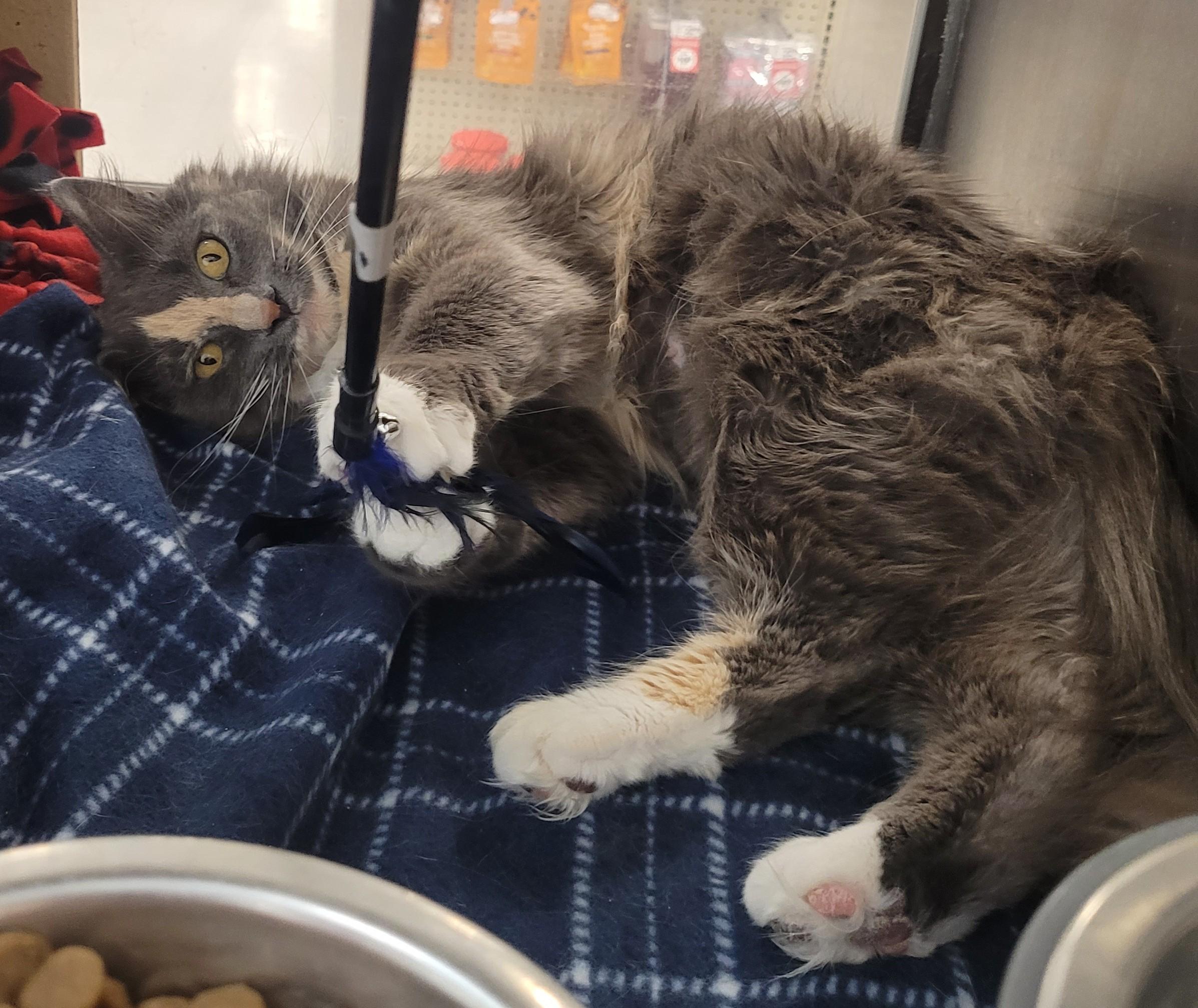 Mama Cat, an adoptable Dilute Tortoiseshell in Millville, UT, 84326 | Photo Image 3