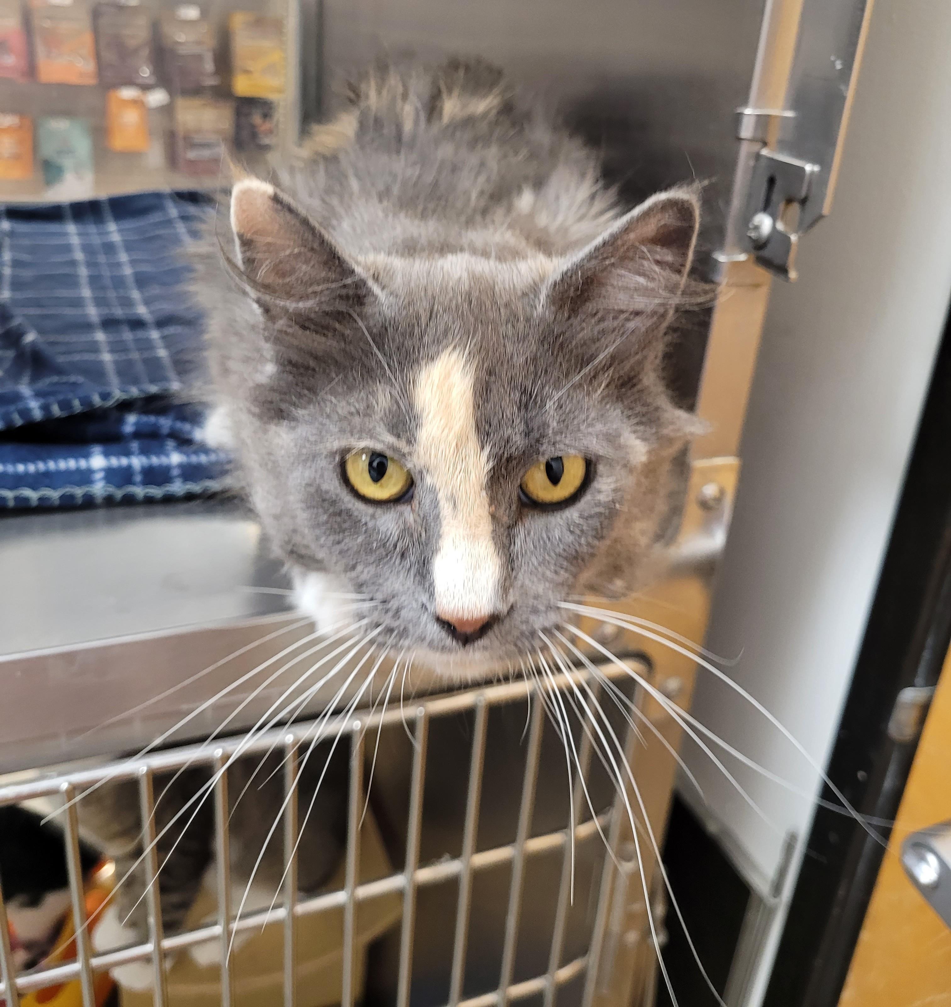 Mama Cat, an adoptable Dilute Tortoiseshell in Millville, UT, 84326 | Photo Image 5