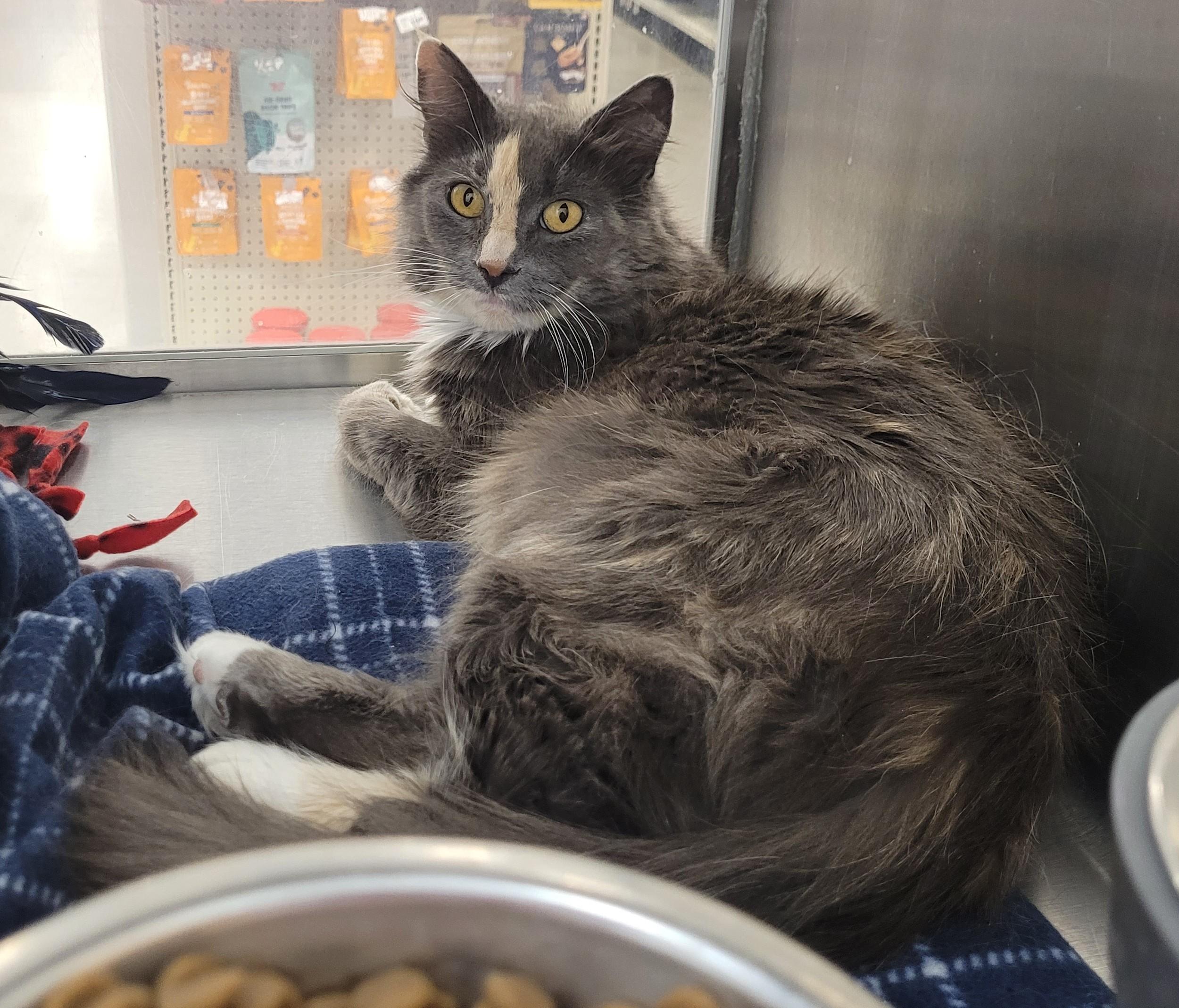 Mama Cat, an adoptable Dilute Tortoiseshell in Millville, UT, 84326 | Photo Image 4