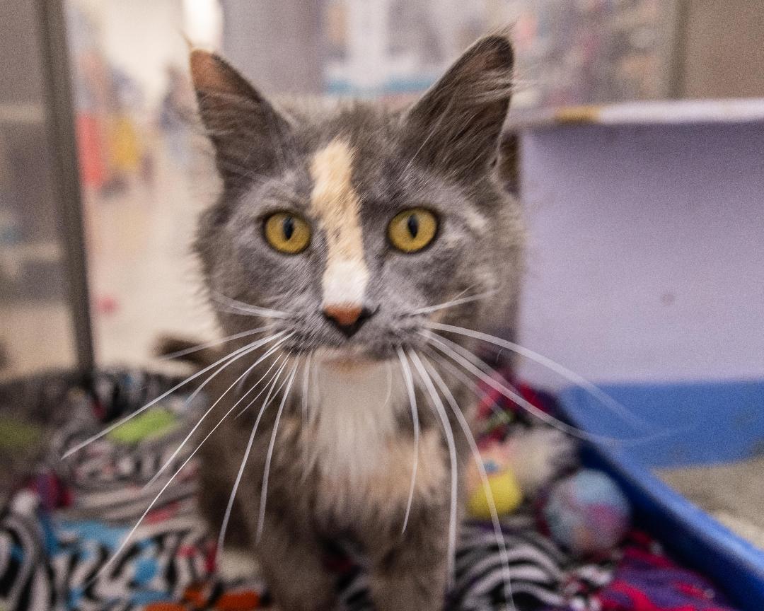 Mama Cat, an adoptable Dilute Tortoiseshell in Millville, UT, 84326 | Photo Image 1