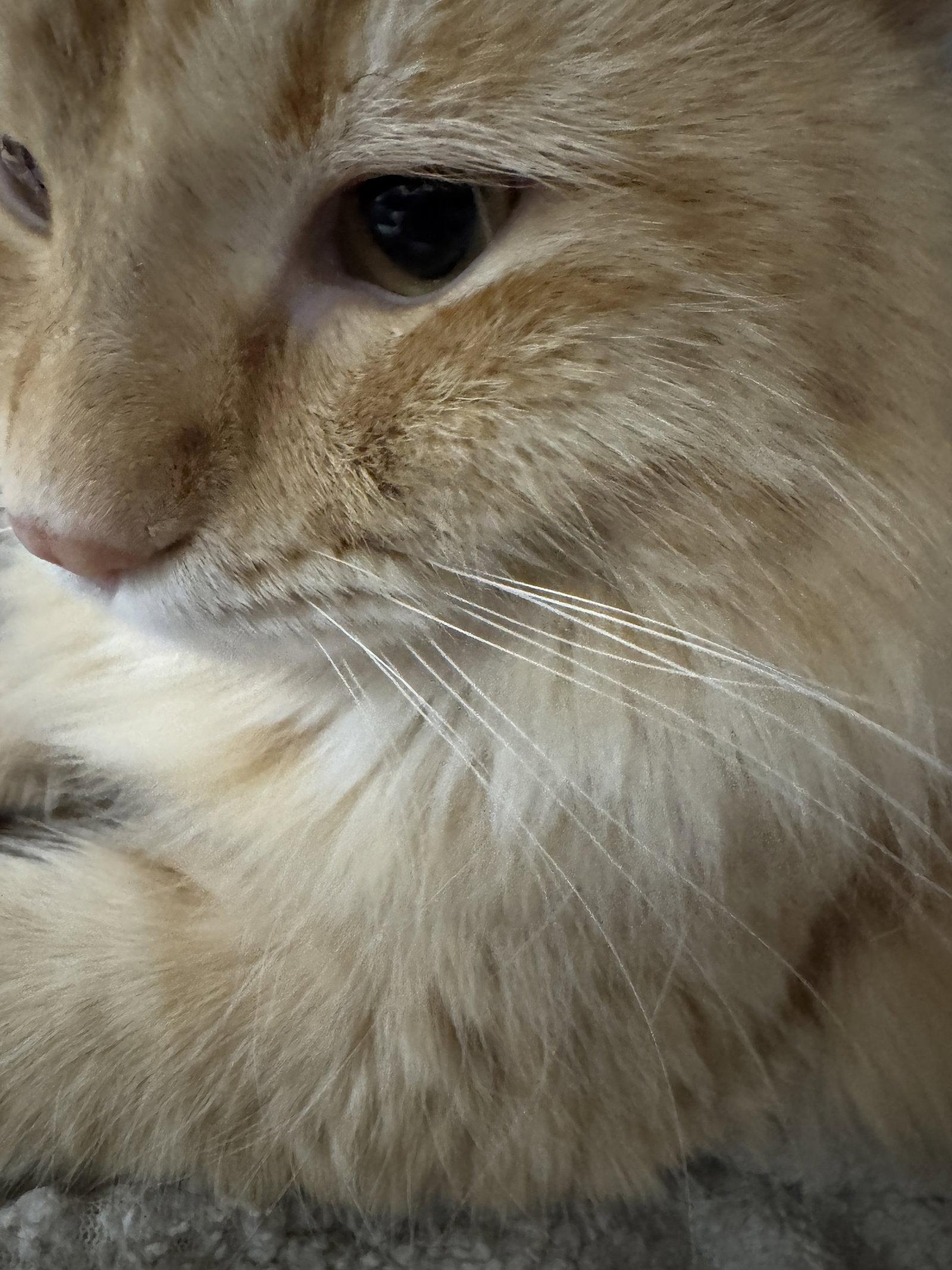 Enlarge George, a Adopted Domestic Long Hair in Austin, MN image 1/3