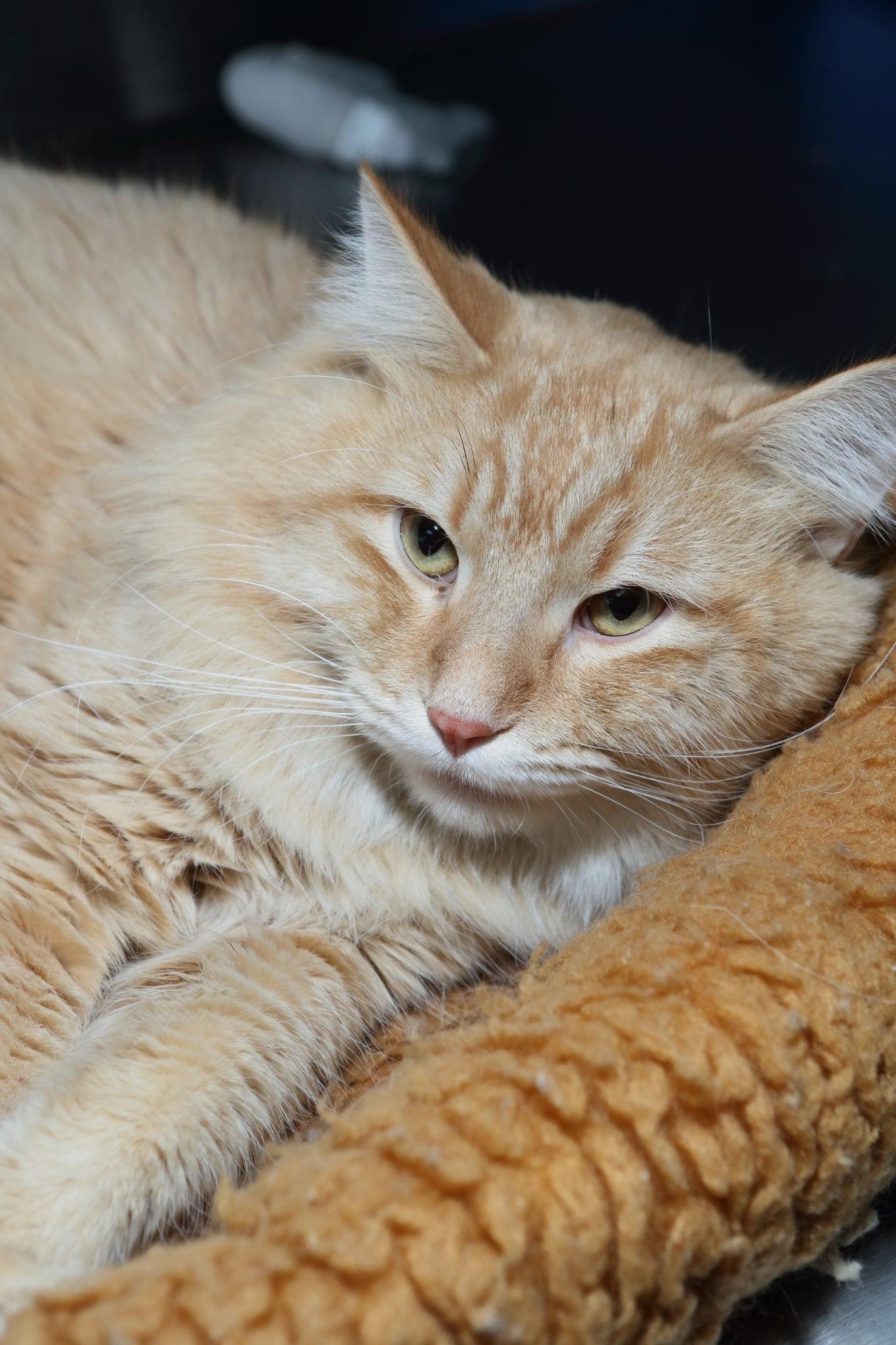 Enlarge George, a Adopted Domestic Long Hair in Austin, MN image 2/3